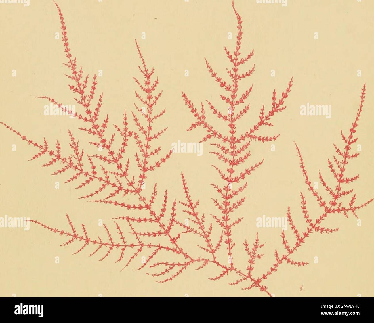 Phycologia australica; o, una storia di alghe marine australiane ..and una sinossi di tutte le Alghe australiane conosciute .. . ngly ramulose. Ancora una volta, nel Tamar, Tasmania, i frontemaraggi ancora più grandi dimensioni, e i rami sono più a tenuated. Tra le centinaia di campioni esaminati, vi è una gradazione acomplete in questi aspetti. La forma del a-cle e la sua proporzione al pedicel sono anche molto variabili in questa specie. La nostra cifra rappresenta la media della forma proporzionata; ma in alcuni degli speci-Mens attenuati, dell'acqua profonda, la lunghezza del ricettacolo è raddoppiata; in altri varia sul Foto Stock