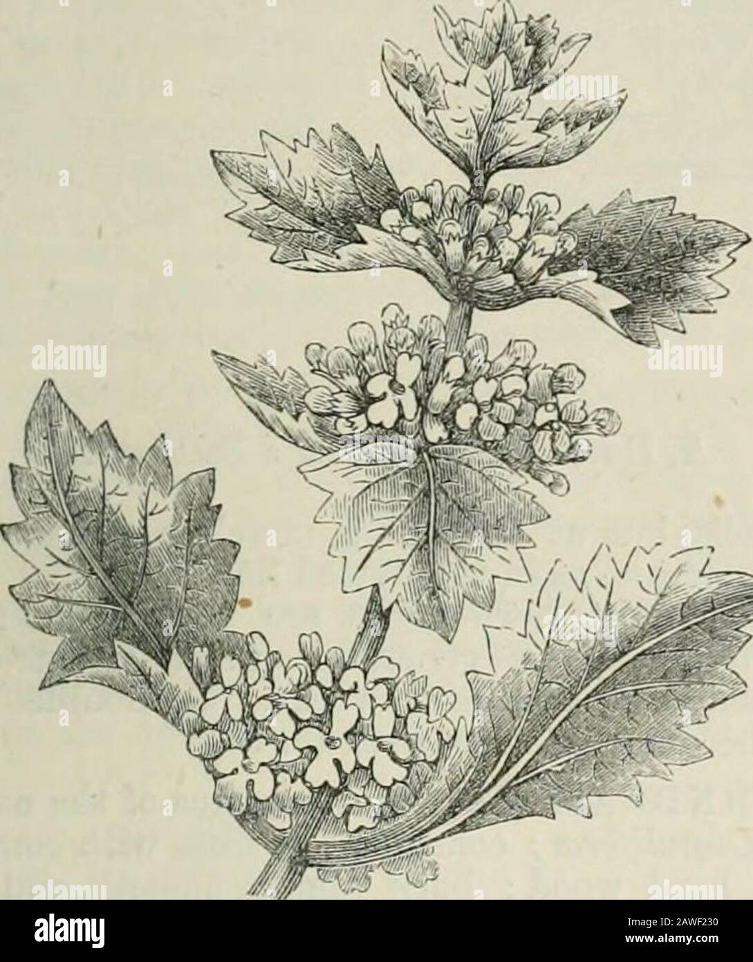 L'enciclopedia delle Camere; un dizionario di conoscenza universale. E tutta la H. in inglese, è quella di Erancis, ma il suo giorno sta andando veloce vicino. Eccellenttranslations sono stati pubblicati nel nostro tempo da INIr Theodore Martin, JNIr H. G. Robinson, e LordRavensworth ; e un curiixs uno, shewing muchpower, dal professor Kewman, teoria di Avhose di HOEDEIN-HORN PRODUCE. Traduzione, tuttavia, lo ha portato in frequentazioni e singolarità. Hordein, termine che è stato applicato all'asubstance che può essere estratto da orzo, butterato che è semplicemente una miscela di amido, cellulosa, e poco azotato Foto Stock