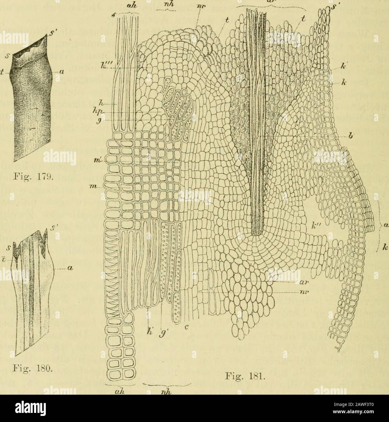 Handel mit sowie sowie sowie sowie sowie sowie sowie sowie sowie sowie sowie sowie sowie sowie. Der nächste Vorgang, der sich nach der Verletzung und dem Ab-sterben des oberen Rindgewebes einleitet, besteht in der Abgrenzungdes abgestorbenen Gewebes von dem gesunden durch Bildung einerKorkzone (A, //), Um die Basis des Bastbündels bildet sich die Kork-zone stärker aus und stellt eine fächerförmige Umwallung (Ä-) dar.Darauf beginnt die Zellvermehrung in den der Schnittfläche zunächstliegenden Schichten der Cambiumzone c und der angrenzenden inneren 776 V. Wunden. Rinde, welche zur Zeit der Ausftthirmg des Schnittes dicht auf Foto Stock