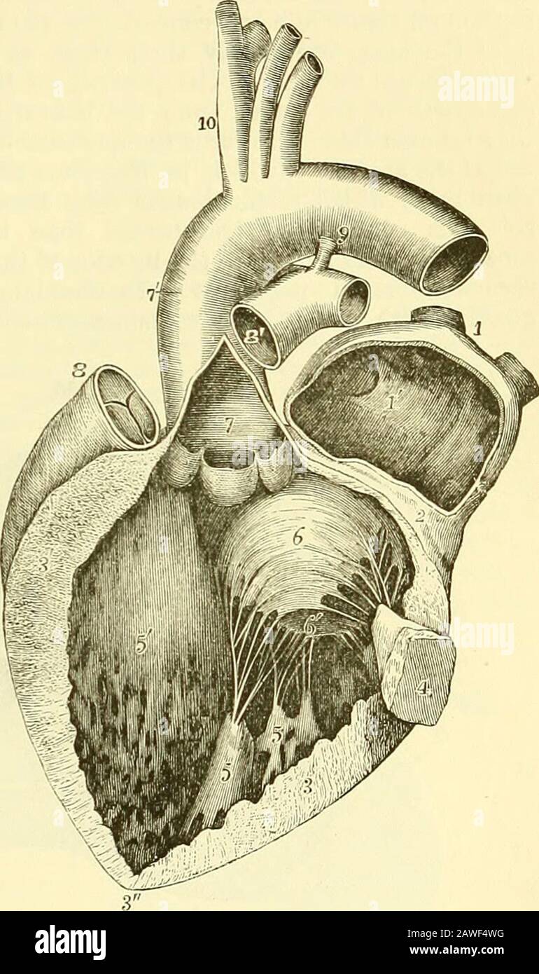 Elementi anatomici di Quain. Segmento al della valvola themitral; 7, posto all'interno dell'aorta vicino al suo inizio e sopra la sua valvola; 7, l'esterno del grande seno aortico; 8, la parte di tapero dell'arterioso della theconite con la radice dell'arteria polmonare e le sue valvole semilunari; 8, la parte separata dell'arteria polmonare che rimane attaccata all'aorta da 9, la corda del dotto arterioso; 10, le arterie che si innalzano dalla sommità dell'arco aortico, più frequentemente sul lato destro. Nella parte inferiore e anteriore della teauricola si trova l'orifizio amicido-ventricolare sinistro. Foto Stock