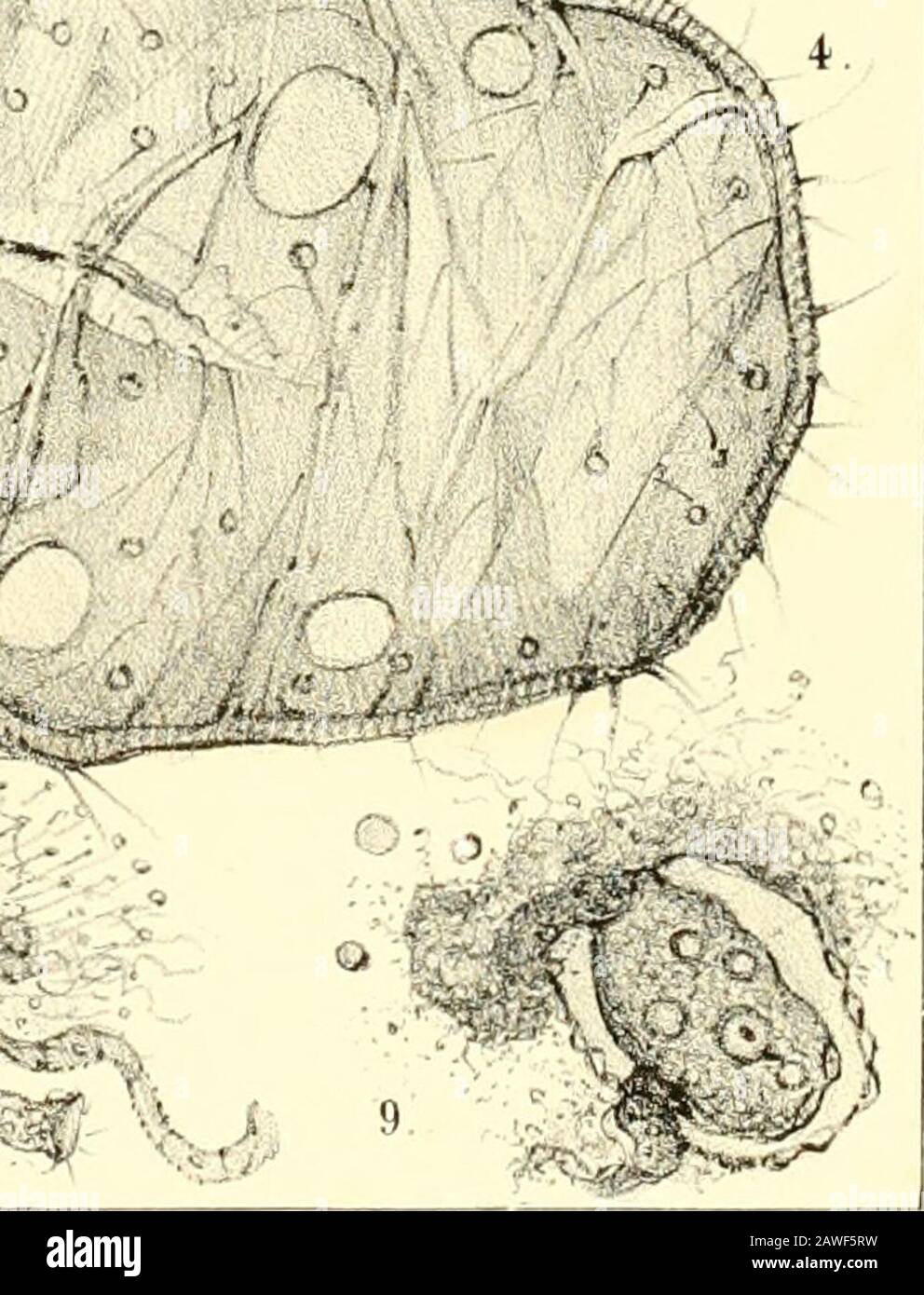 Études physiologiques sur les animalcules des infusions végétales, comparés aux organes élémentaires des végétaux . BES!tnc daprcj iiatu!€ ot.^urp-.ene ya-RP. Laurent Litlt L Chriihpke. -Quici PL.K. &gt;^^^-^ . ^ Foto Stock