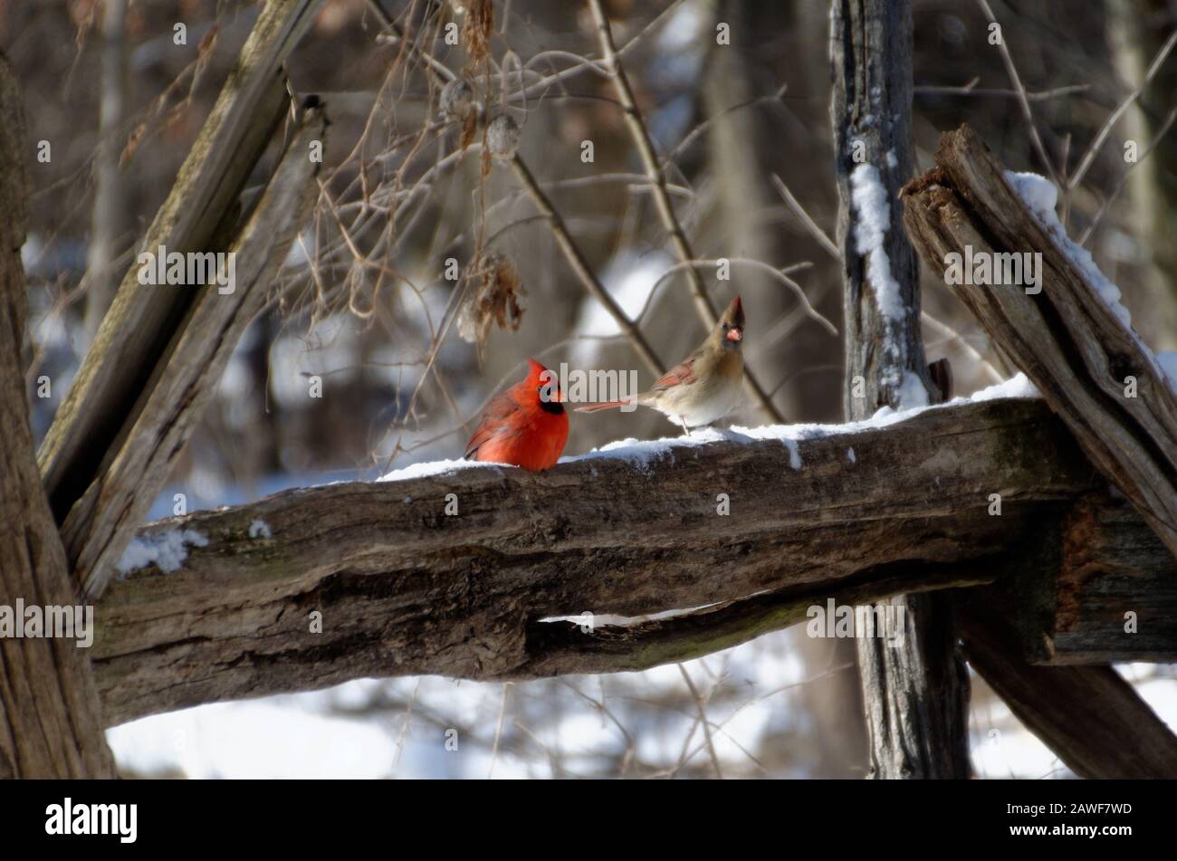 Cardinali del Nord (Cardinalis cardinalis) maschi e femmine Foto Stock