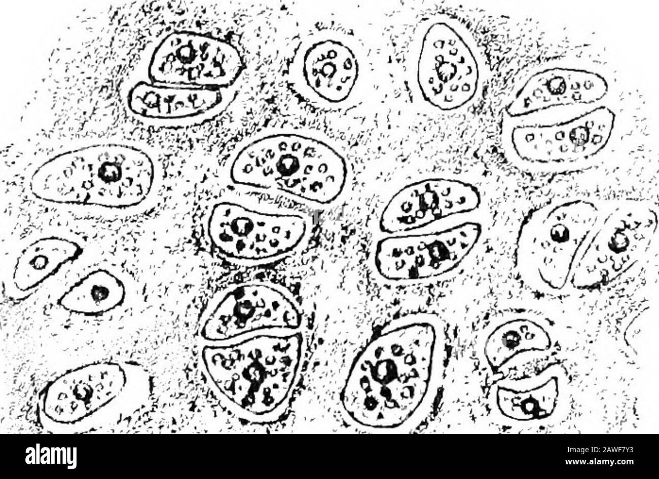 Un'introduzione allo studio dell'anatomia comparata degli animali. La sostanza conosciuta popolarmente come gristle, ma la cartilagine scientificallynamed, ha molte caratteristiche in comune con il tessuto di connessione. Come quest'ultimo, esso è costituito da una omogeneousMatrix in cui le cellule sono incorporate. Se una fetta sottile di cartilagine bianca o perlacea e traslucida dalla testa articolare di un osso o dall'ioide, sterno, O sopra-scapola di una rana da esaminare al microscopio, si vede che consiste Digitalizzata da ANATOMIA COMPARATIVA di Microsoft® I02 di cellule nucleate incorporate in una matrice di gelat ditta Foto Stock