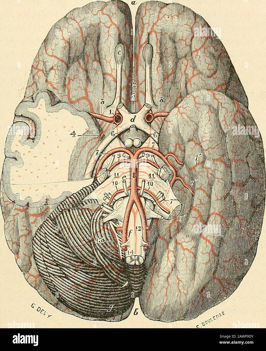 Raité d'anatomie humaine . rale; 12, cérébrale posté-rieure; 13, cervicale profonde ; 14, sus-scapulaire ; 15, intercostale supérieure;16, mammaire interiores. A. Diramazioni coll.térales x.issant de sa porzione cervicale. Ces diramazioni seréduisent à des rameaux spinaux et à des rameaux musculaires. Les rameauxspinaux sengagent dans les Trous de conjugaison et se distributent en partie aui-achis, en partie à la moelle et à ses envelpes (voy. Moelle). Les Rameaux ARTÈRE SOUS-CLAYIERE 147 musculaires, toujoui-s très grêles et en nombre Fort variabile, se perdent dansles muscoli prévertébraux, l Foto Stock
