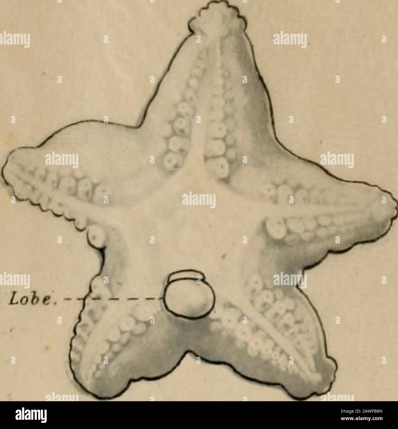 Storia naturale . una tilbosa. Q.J. Micros. St-i., vol. 38 (1896), - 8. Mac BHI,,e e W- -••lo sviluppo di Echinoidi, pt. L. La larva, di Echinus miliuris e di E. esculentus. Q.J. Micros. Sci., vol. 4i&gt; (1801)), pp. 835-S8M 9. MOETENSE-N, Tii Die Echinodermenlarven der Plankton-Expedition d. Ilnmboldt-Stiftung IW. II J., Kiel e Lipsia, 18J8.10. Thomson, C. WYVILLK.- il viaggio del Challenger-the Atlantic, Londra, 1x77. TABELLA DELLE PIASTRE. FIG. 1. BramHi a poppa. X U&gt;i. Più giovane einl^ryo di rood. Ilg. 2. Oplnuplufrtis sp. N. ? x 100. FIG. 3. Eehmpluteus mitim-tii-iia sp. N. x Foto Stock