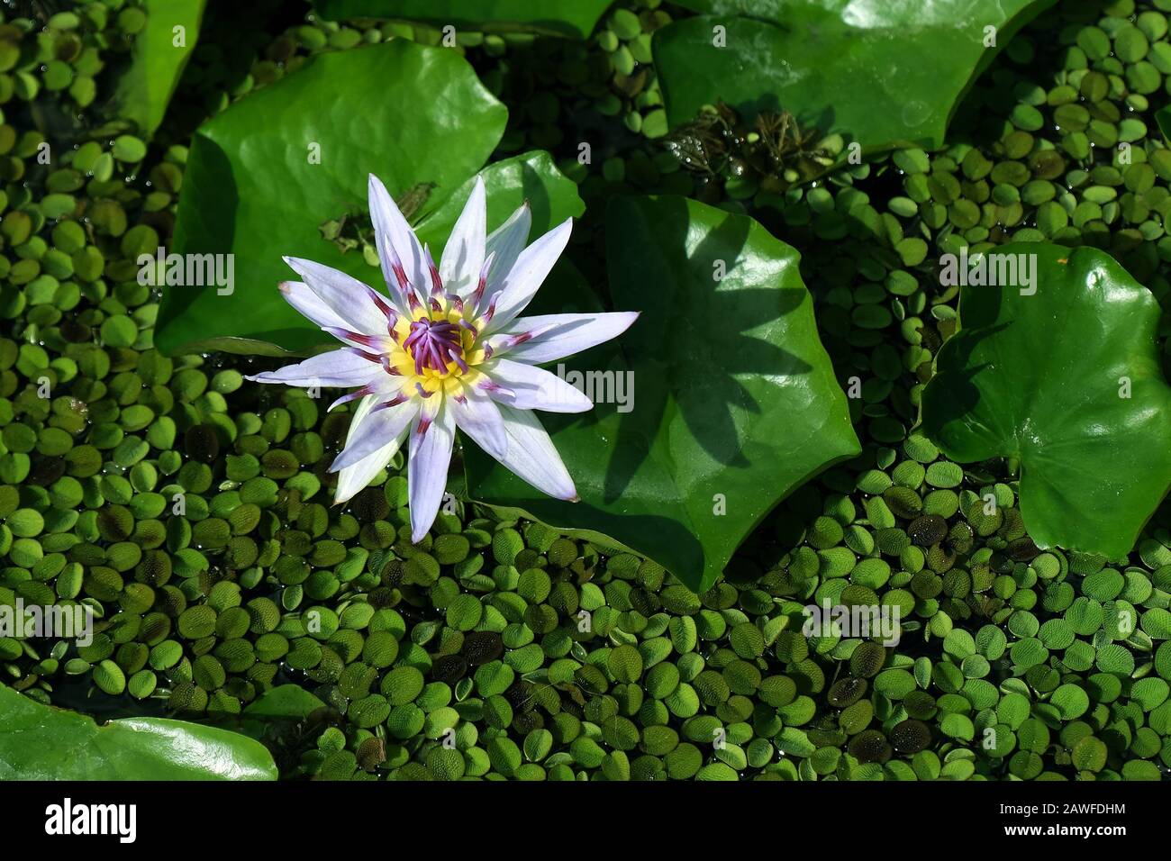 Malva acqua giglio contro grandi e piccole foglie verdi Foto Stock