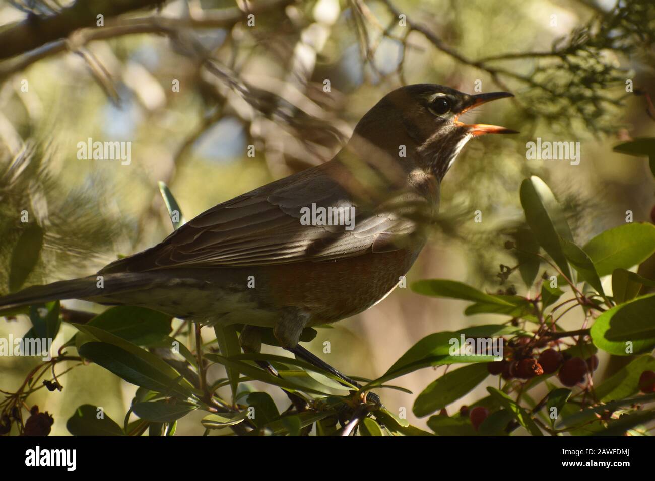 American Robin in Arizona durante il mese di gennaio seduti in un albero Juniper accanto al fuoco cespuglio spina Foto Stock