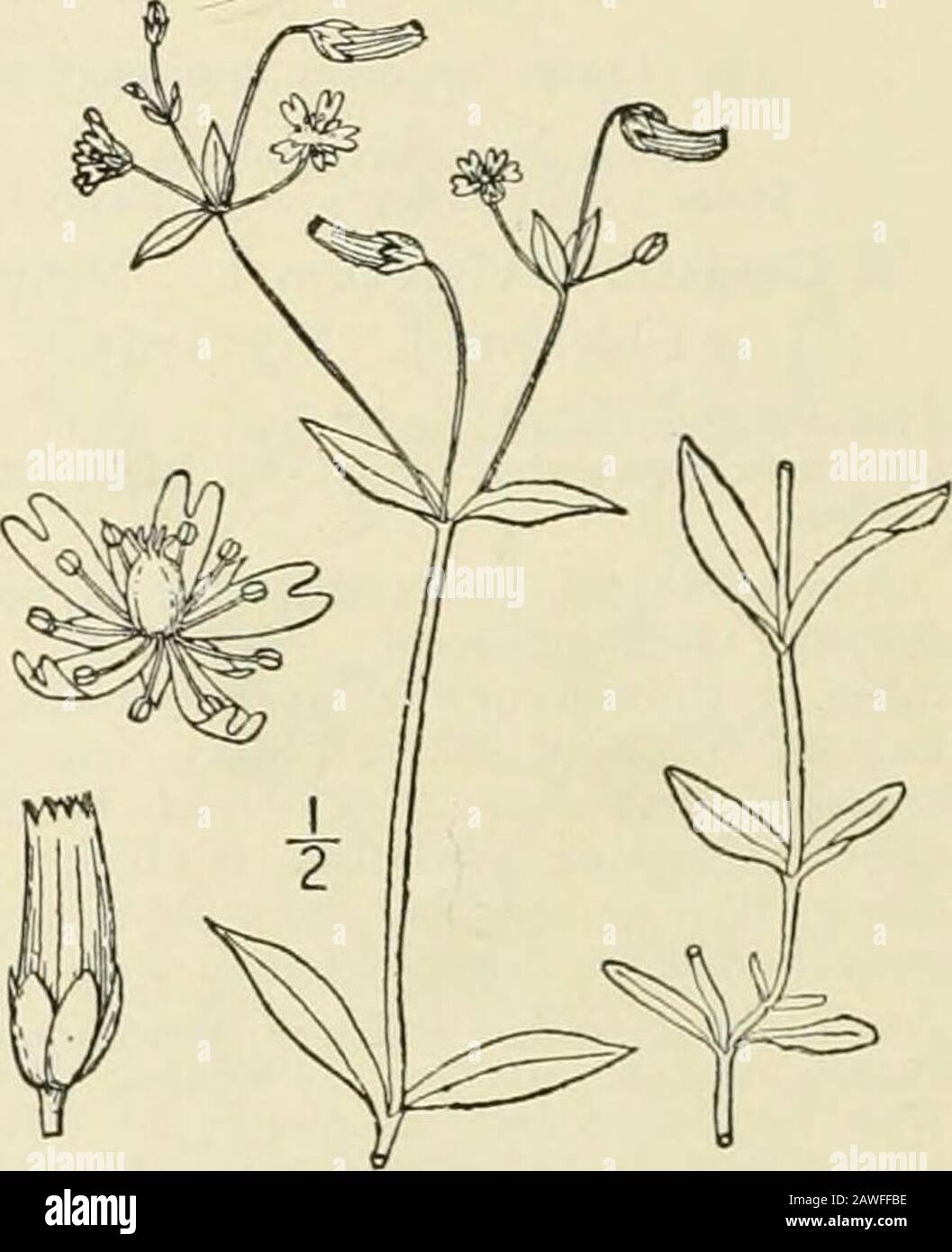 Una flora illustrata degli Stati Uniti settentrionali, del Canada e dei possedimenti britannici: Da Terranova al parallelo del confine meridionale della Virginia e dall'Oceano Atlantico verso ovest al meridiano 102nd; 2nd ed. Dunculatum ]Iuhl. Nodding Chickweed. AVVISATORE acustico. Fig. 1766. C. longipediduiculalum Muhl. N. Cat 46. 1813. Noce di Ceraszio Raf. Gratis. Decouv. 36. 1814. Annuale, verde brillante, gambo debole, reclinabile orascendente, diiTusely ramificato, 6-24 lungo, striato, clammy-pubescent fine a glabrate. Spatole inferiori e basali, ottuso, piccole, lunghe i-l, quelle della parte centrale di Foto Stock