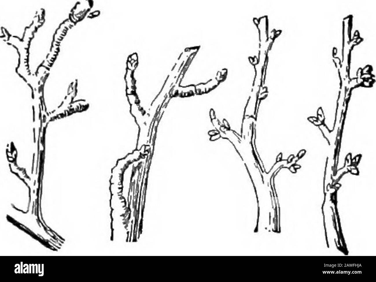 Agricoltura produttiva . Fig. 112.- albero di pesca giovane, pruned estate stringendo i piccoli germogli. Vetch inverno, raccoglieranno l'azoto per i giovani alberi da usare. Dopo che il raccolto di copertura o concime verde è sacchedunder in primavera il suolo è tenuto bene harrowed fino a inid-svunmer (Fig. 115); poi il raccolto di copertura è di nuovo seminato. Oneinfluenza del raccolto di copertura di caduta è di controllare la crescita di caduta tardiva, specialmente in peschi alberi, e causare la crescita di stagioni toharden in su per winter.13 194 L'AGRICOLTURA PRODUTTIVA il primo anno o due alcuni orchardists sviluppano un formarket di raccolto tra gli alberi. In tali casi questo raccolto s Foto Stock