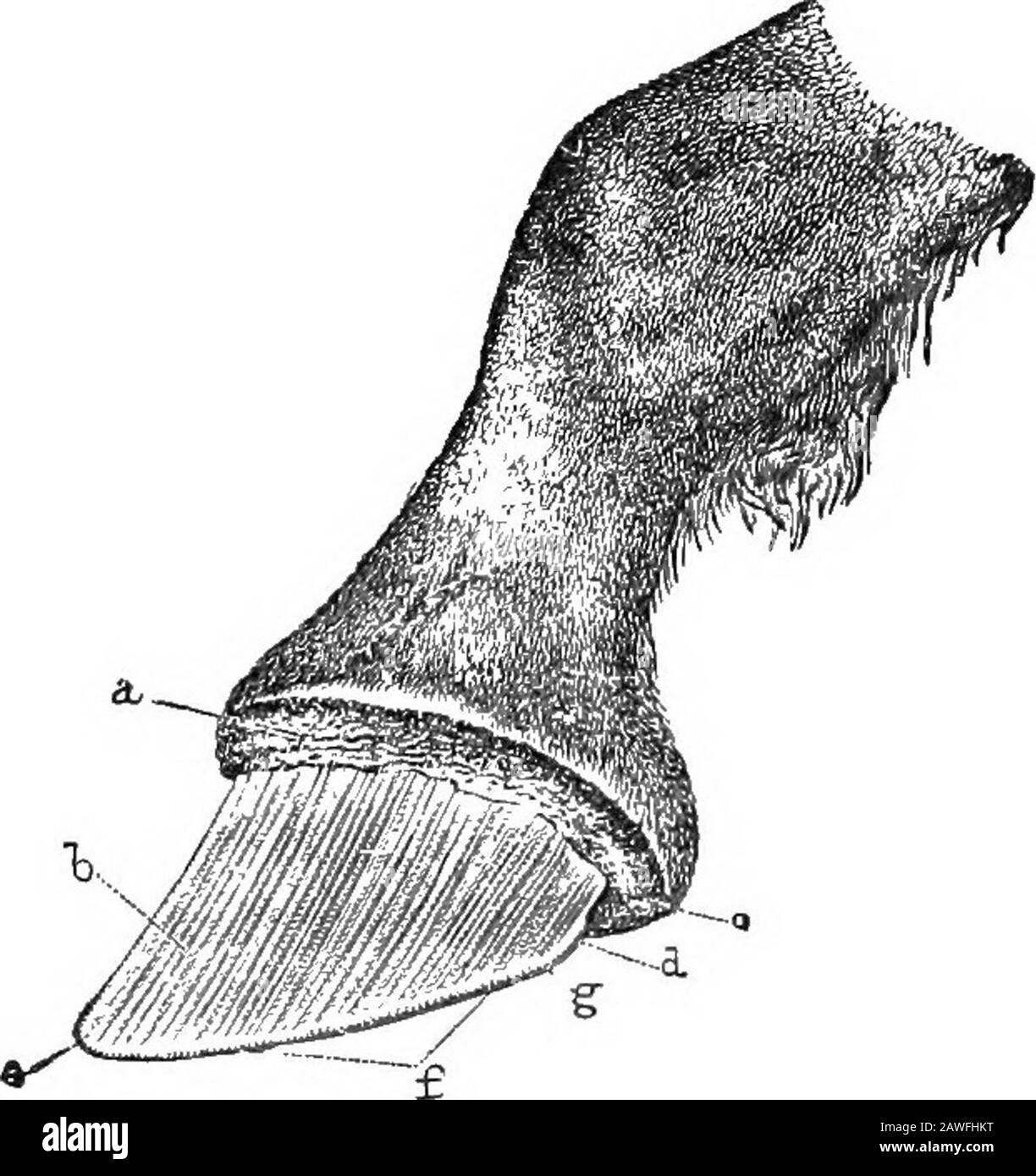 Il libro americano dei cavalli riformati, un trattato sulle cause, i sintomi e la cura di tutte le malattie del cavallo, compreso ogni malattia peculiare all'America, anche l'allevamento, e la gestione. Ached, E i piedi anteriori sono inviati in avanti, in modo che l'animale si stacchi sui suoi tacchi; e, quando costretto a muoversi, si sforza di gettare il peso del corpo di MS sulle gambe posteriori. Ha sete e febbrile, ma non ha appetito. Tutte le apparenze su di lui indicano che soffri dolore. Quando una mano è posta sui piedi anteriori, essi tastinnaturalmente caldo. Tali sono i sintomi più prominenti di aminite, o. Foto Stock