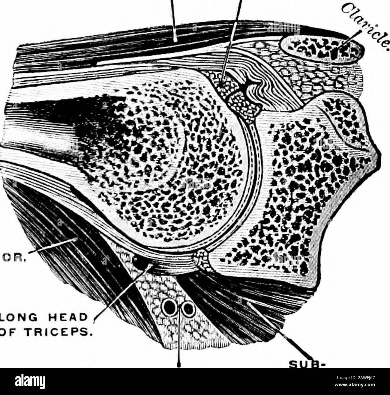 Anatomia applicata e chinesiologia, il meccanismo del movimento muscolare . DELTOID. STATO SUPRASPI. TERES MAGGIORE. TERES MAGGIORE. SUBSCAPOLA-RIS.TRICIPITE LUNGA DELLA PARTE ANTERIORE DI OF. Vasi circonflessi.. Vasi Circumflex della parte anteriore lunga DEI TRICEPS. SUBSCAPULARIS. Fig. 44.- sezione Verticale attraverso il giunto a spalla destro, visto dalla parte anteriore,che mostra come l'elevazione laterale del braccio è limitata a 90 gradi. (Grigio.) I Movimenti del giunto a spalla sono prodotti da nove musclesaventi che come loro funzione principale, insieme ad un altro (triceps) che agisce sul giunto a spalla con una delle sue parti mentre l'azione di itmain è sopra Foto Stock