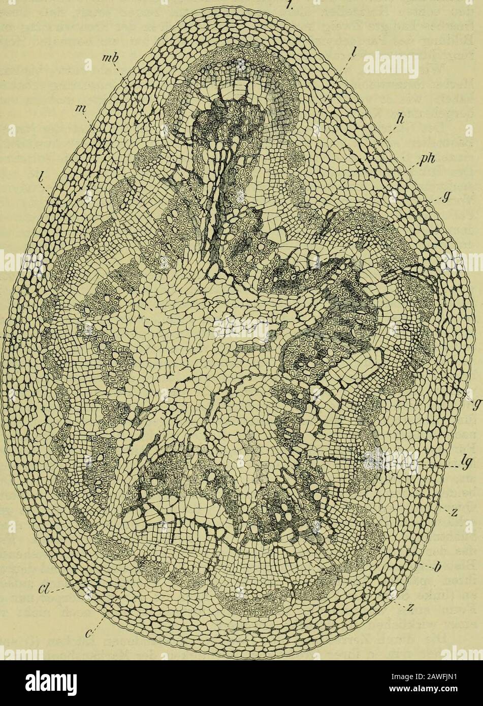 Handbuch der Pflanzenkrankheiten . r diesenauch das in Fig. 148 dargestellte. Wir erkennen einen unregelmäfsig fünfseitigen Markkörper (ni), um-geben von einem schmalen, einseitig stärker ausgebildeen Holzringe [h).Dieser Holzring schliefst aber nach aufsen hin nicht mit einer regel-mäfsigen Cambiumzone ab, dies im normalen Zweige der Fall ist, sonderholz n plötzlich in Leychenkehrenheites. Berlino, Springer 1900, S. 220, 221. -) Petersen, O. G., Natterfrostens virkning paa Bögens ved. Set forst-lige Forsögsvaesen, i, 190 Foto Stock