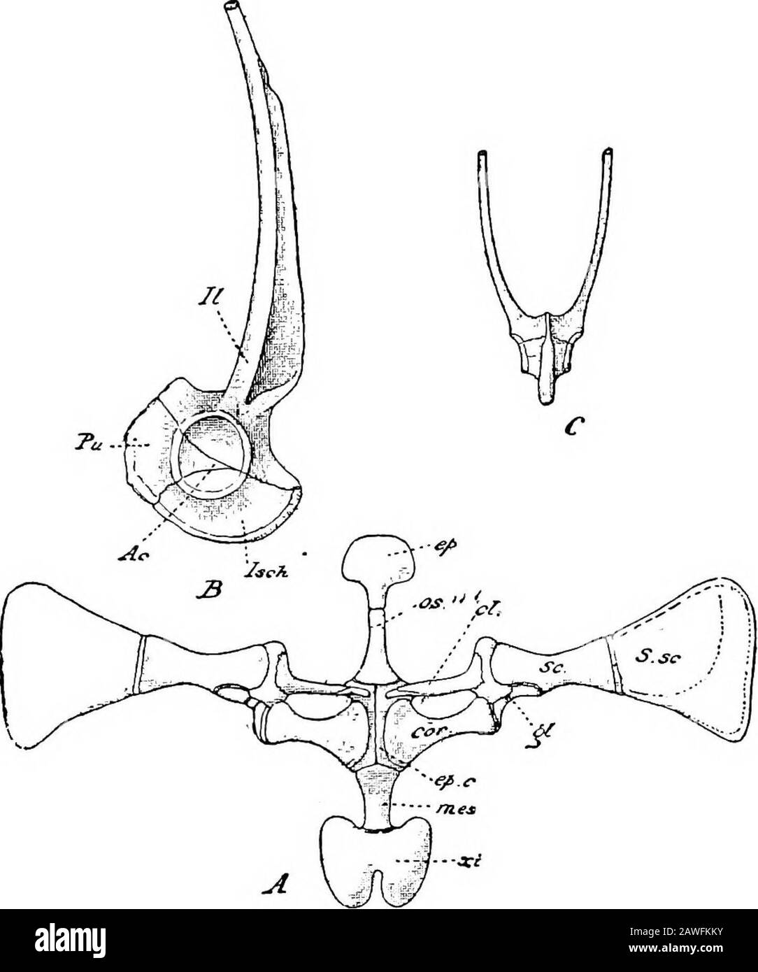 Un'introduzione allo studio dell'anatomia comparativa degli animali . eckelian (cartilagine-osso), e isensheed da due ossa di membrana, l'anulo-spleniale, all'interno e al di sotto, e il dente che copre i lati superiore ed esterno della metà anteriore della cartilagine di Meckels. L'ultimo nome si allarga dietro e forma la testa articolare che si inserisce nella cavità glenoidea del suspensorium. Lo scheletro branchiale è molto ridotto nell'adulterio, e comprende ciò che è noto come apparato ioide. Questo si trova sulla superficie ventrale della gola ed è costituito da all'estero sottile piastra cartilaginea, il corpo Foto Stock