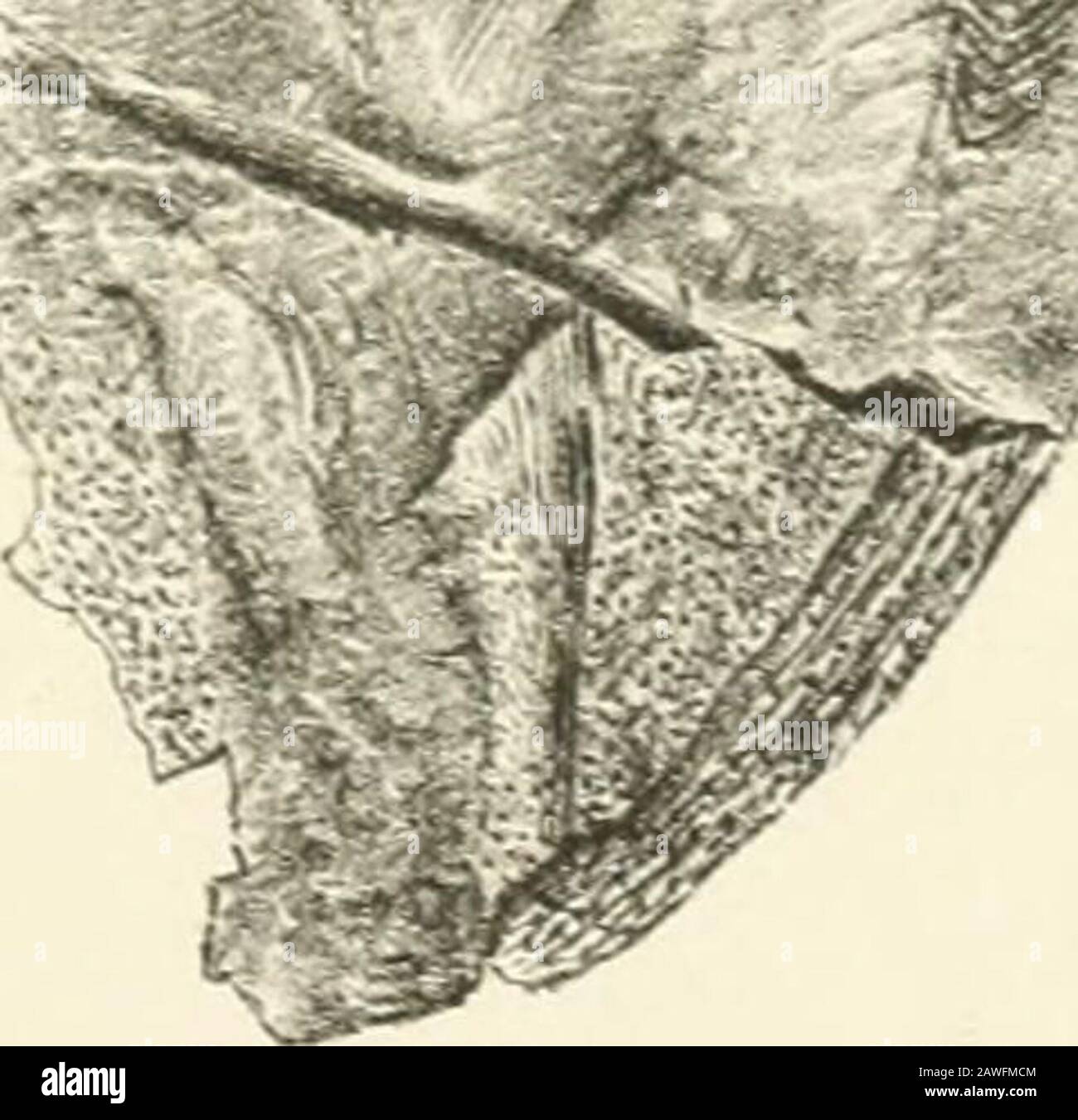 Gli annali e la rivista di storia naturale : zoologia, botanica e geologia . . InnAMrn,.. L.ll,SL.&lt;. 7. Vol.Will. Il l. 36.^ i»IV^ ^l3^^,^: ^ *^ ?? *. ,^ aria- .v..^^. JAMEACKS MANGABEY.Cercocetus JaanTachi. J.Greer., iith. -^ QH 1 A6 The Annals and magazine of natural history ser. 7V.18 Biolog^a] IT Medical Serials ] ^1 V ^ NON REMOVECARDS O SCIVOLA DA QUESTA LIBRERIA POCKET UNIVERSITY OF TORONTO Foto Stock