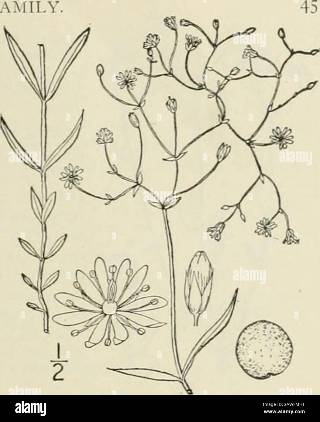 Una flora illustrata degli Stati Uniti settentrionali, del Canada e dei possedimenti britannici: Da Terranova al parallelo del confine meridionale della Virginia e dall'Oceano Atlantico verso ovest al meridiano 102nd; 2nd ed. Maggio-Giugno. FAMIGLIA DELLE CERBACCE 9. Alsine longifolia (Aluhl.) Britton.Stitchwort a foglia lunga. Fig. 1757. Stellaria Longifolia Muhl.; Willd. Enum. Orte. Ber. 479. 1809.5. ^ramiica Bigel. FI. No. Bost 1814. Non L. 1753.Stellaria frattisiatia Ser. In DC. Prodr. I : 400. 1824.A. longifolia Britton, Mem. Torr. Club 5: 150. 1894. Debole, glabrous, o la poppa scangolata, libera Foto Stock