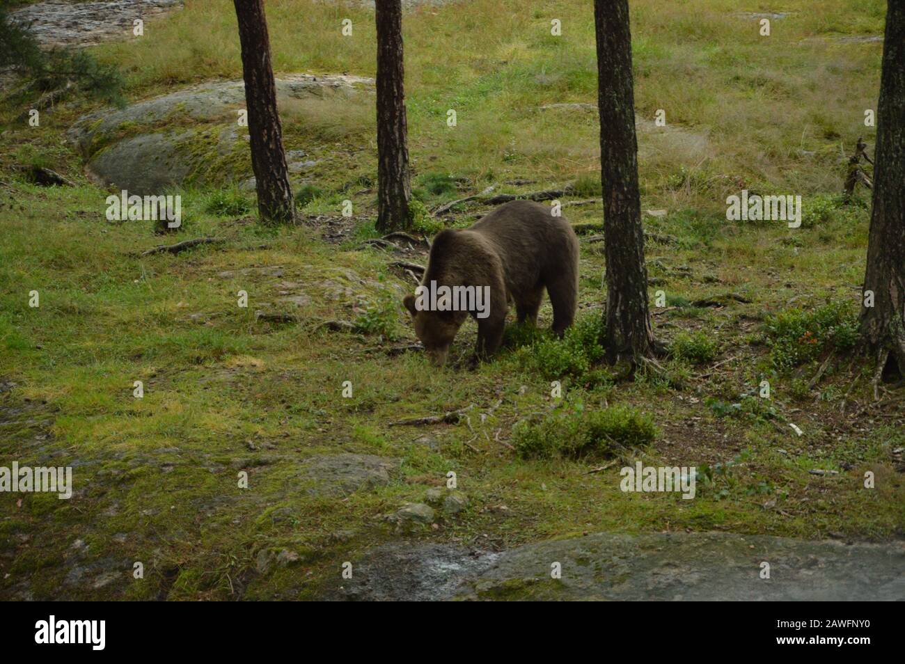 Orso, selvaggio e affamato, fauna selvatica, marrone, mammifero Foto Stock