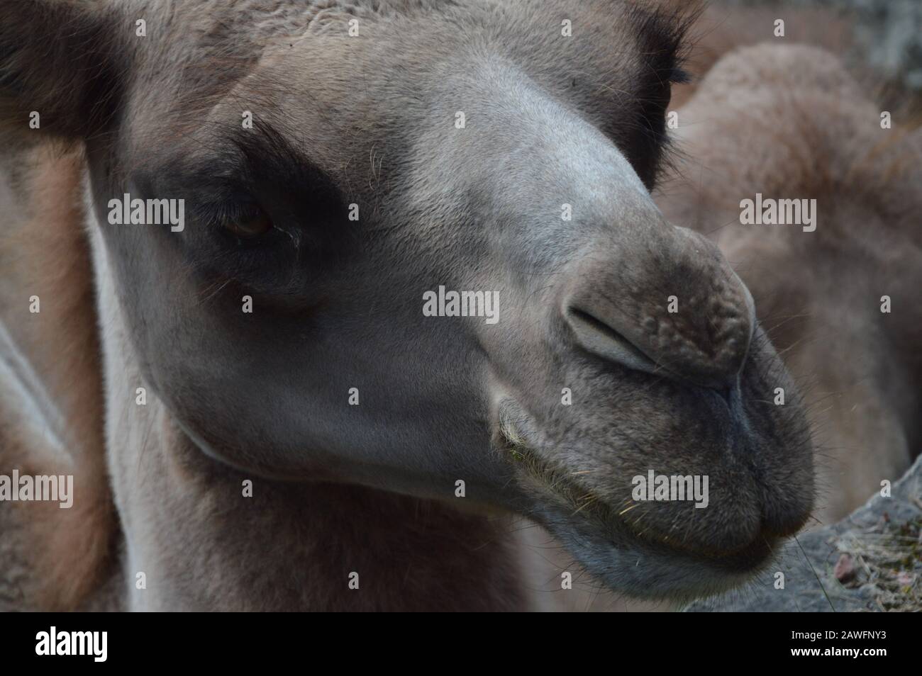 Cammello testa, mammifero deserto Foto Stock
