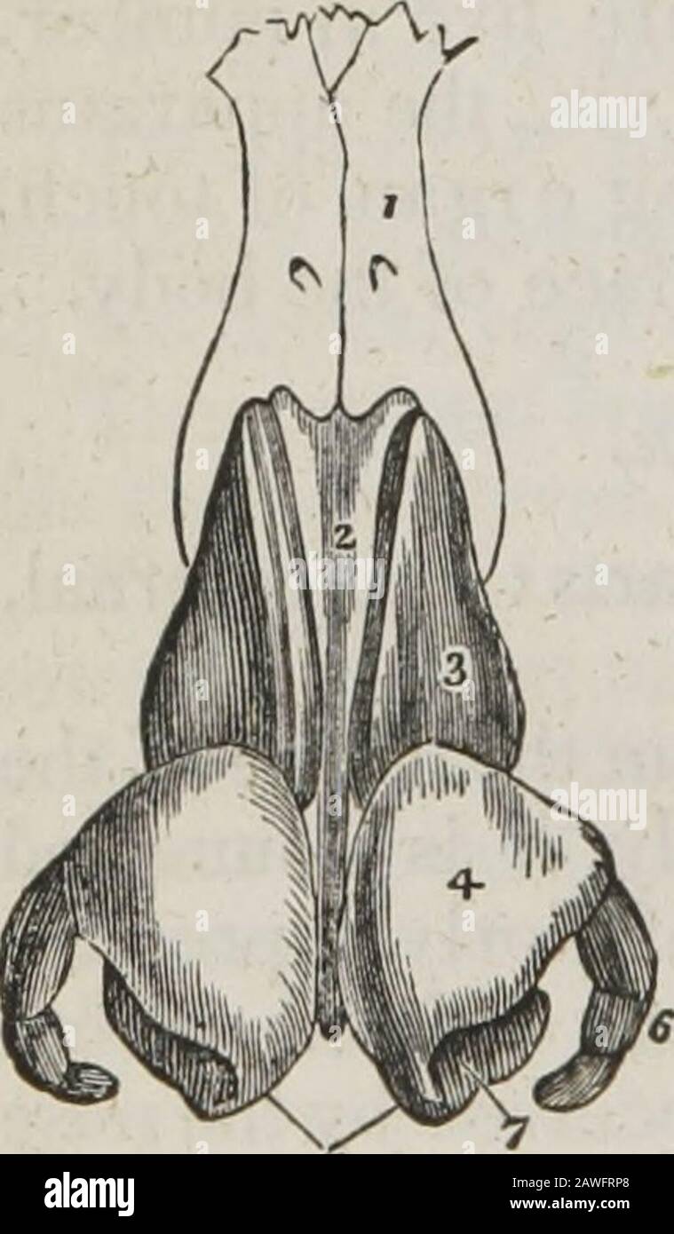 Un sistema di anatomia umana, generale e speciale. Esso da perichondrium. Le fibro-cartilagini Laterali sono anche triangolari: Sono collegate, di fronte al fibro-carti-lage del setto; sopra con le ossa nasali; dietro con i processi nasali delle ossa superiori-mascellari; e sotto con le fibro-cartilagini alari. Alar fibro-cartilagini.- Ciascuna di queste cartilagesi curvata in modo da corrispondere all'apertura della narice, alla quale forma una sorta di orlo. La porzione interna è collegata in modo lasco con la stessa parte della cartilagine op-posite, in modo da formare la colonna. È expa Foto Stock