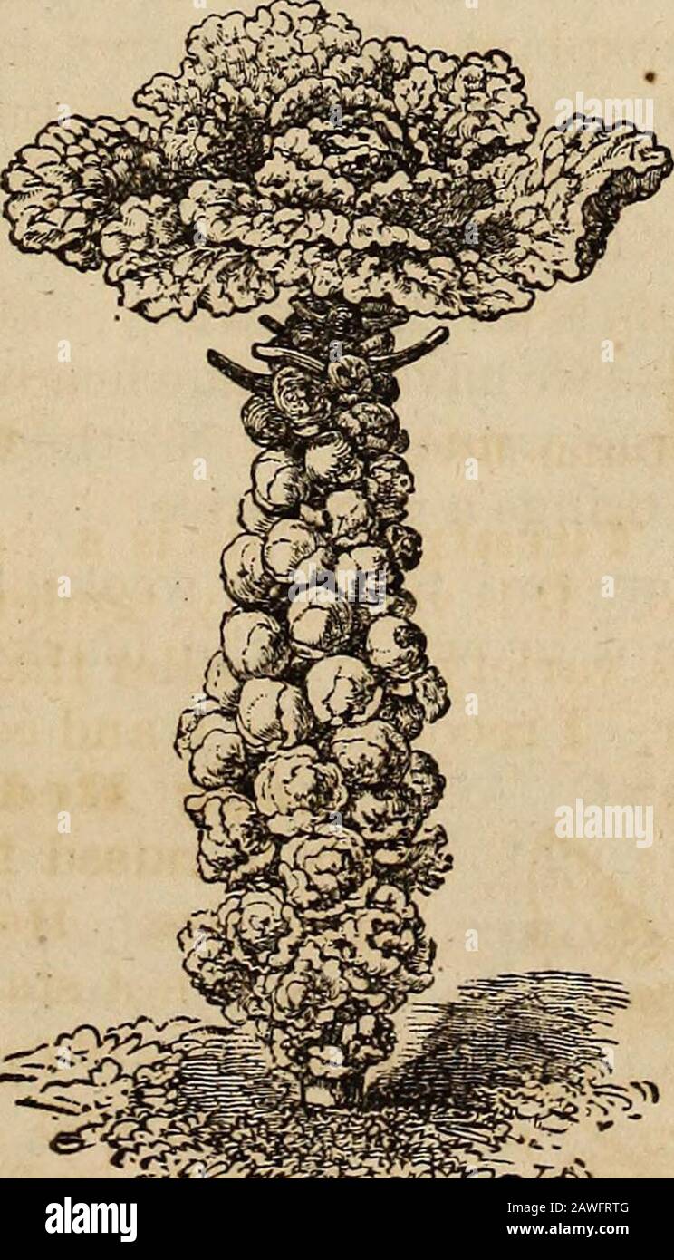 Manuale dell'almanacco e del giardino di Richard Frotscher per gli stati del sud. Fob Stati Del Sud. 27 utilizzato per gli stessi scopi di Spinach. È molto popolare nel mercato di NewOrleans. BORECOLE O KALE ARRICCIATO. Chou-Vert, (P.) Gruener Kohl, (Ger.) Breton, (Sp.) Dwarf Oernian Oreens. 4- vegetali altamente stimati nella parte settentrionale dell'Europa, ma verilittle coltivato in questo paese. Richiede il gelo per renderlo buono.Trattato lo stesso di Cabbage. Broccoll Chou Broccoli, (Fr.) Broccoli Spargel-Kohl, (Ger.) Broccoli, (Sp.) Mantello Viola. Kesembles il Cauliflower, ma non formando tali teste compatte, e no Foto Stock