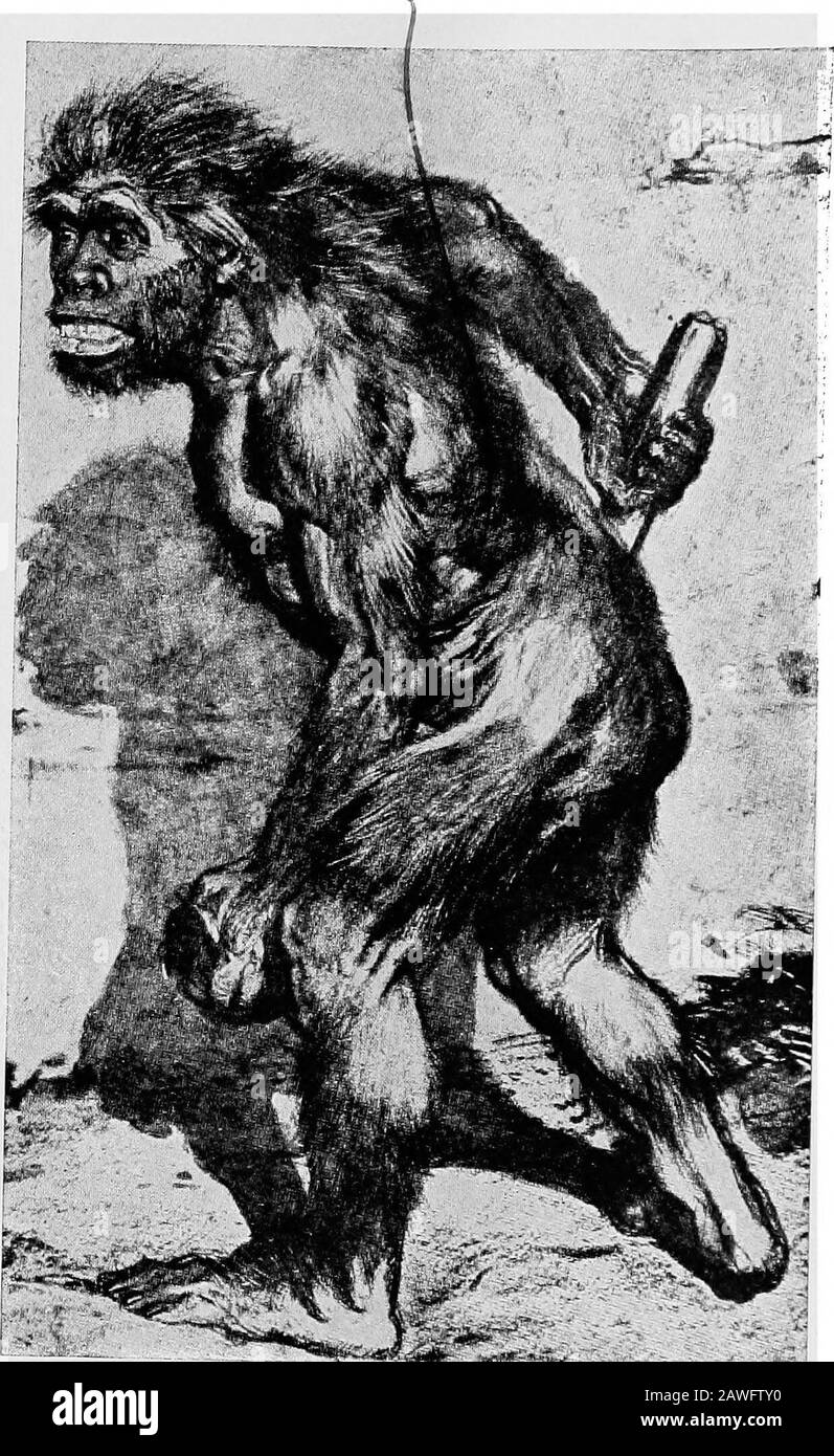 Un'introduzione allo studio dell'evoluzione sociale; il periodo preistorico . ^«l«g*^JKH-. Di Birkncr, Dcr Diluvmle Mensch in Euiopa The Neanderthal Man. INTRODUZIONE ALLO STUDIO DELL'EVOLUZIONE SOCIALE IL PERIODO PREISTORICO DI F. STUART CHAPIN, A.M., PH.D. O IL DIPARTIMENTO DI ECOVOMIC3 E SOCIOLOGIA, SMITH COLLEGE, NORTHAMPTON, MASSACHUSETTS, E TALVOLTA UNIVERSITY FELLOW IN SOCIOLOGIA, COLUMBIA UNIVERSITYCU31924096776475 Foto Stock