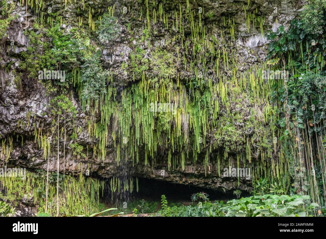 Kamokila Village, Kauai, Hawaii, Stati Uniti. - 16 gennaio 2020: Primo piano della grotta Fern nascosta da felci di spada verde, alberi e piante in fondo alla roccia grigia Foto Stock