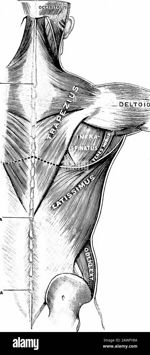 Anatomia applicata e chinesiologia, il meccanismo del movimento muscolare del collo all'acro-mion, è un foglio di fibre molto più spesso e più forte, tendinoso atthe origine e convergente all'inserimento più stretto. La terza parte è simile alla seconda parte e ancora più forte, e include le fibre che derivano dalla settima vertebra cervicale e superiore a tre vertebre; queste convergono in qualche modo all'inserimento sulla espina della scapola. La parte quattro, la più bassa, non è così forte come le due poor-zioni mediane, ma più forte della prima; le fibre convergono dalla theirorigin sulle vertebre dorsali inferiori a. Foto Stock