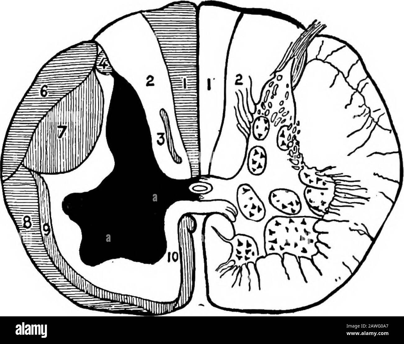 Anatomia applicata e chinesiologia, il meccanismo del movimento muscolare. Terminazioni nervose nei muscoli, Tendini e articolazioni sendmessaggi nel sistema nervoso centrale che stimolano i musclesneeded per eseguire il prossimo atto nel process.Extended studi della questione ci portano a credere che la cera-52 CONTROLLO MUSCOLARE bellum è la parte del sistema nervoso che serve come organo orcenter per il controllo di movimenti corporei complessi. La cera-bellum è strettamente collegata da fibre nervose con i semicircolarcani nel cranio, che servono come organo di equilibrio, Addit riceve anche molti n Foto Stock
