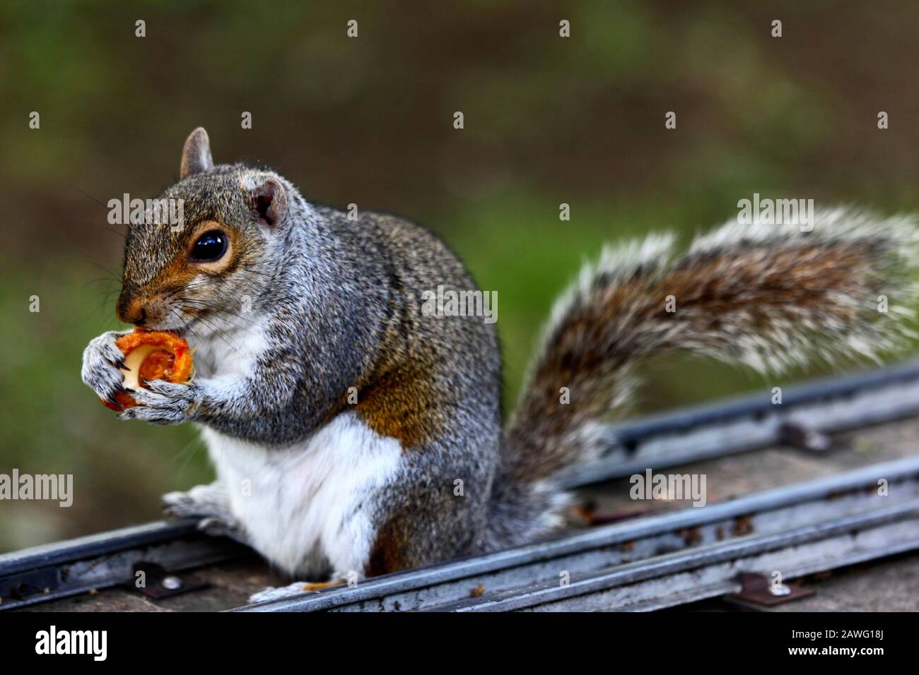 Scoiattolo grigio orientale (Sciurus carolinensis) mangiare una pietra di pesca sulla linea ferroviaria in miniatura, Tonbridge, Kent Foto Stock