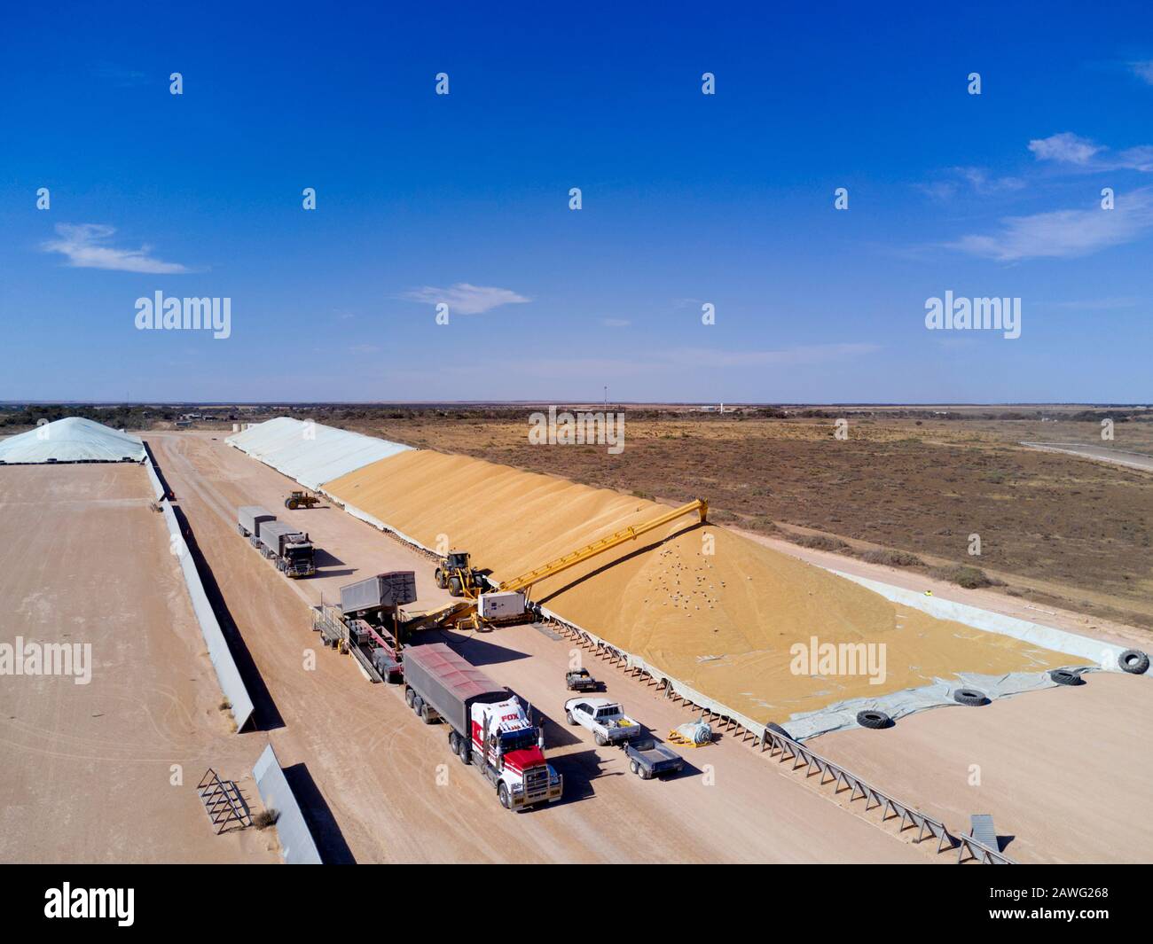 Roadtrains scarico di grano H1 grado in una tramoggia per lo stoccaggio in un bunker a Thevenard Ceduna South Australia. Foto Stock