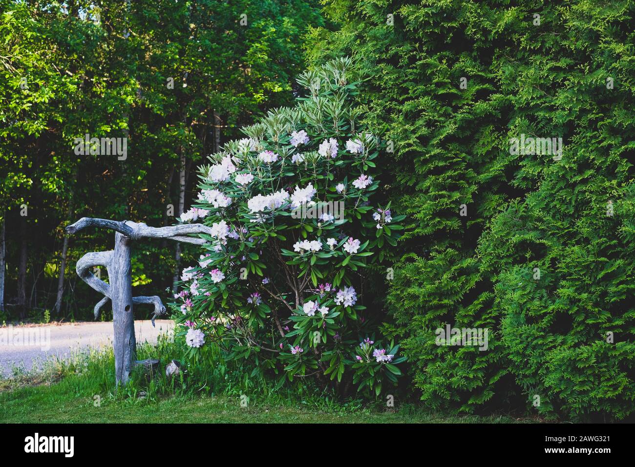 Giardino nel cortile. Fiori bianchi tra vegetazione lussureggiante delle piante Foto Stock