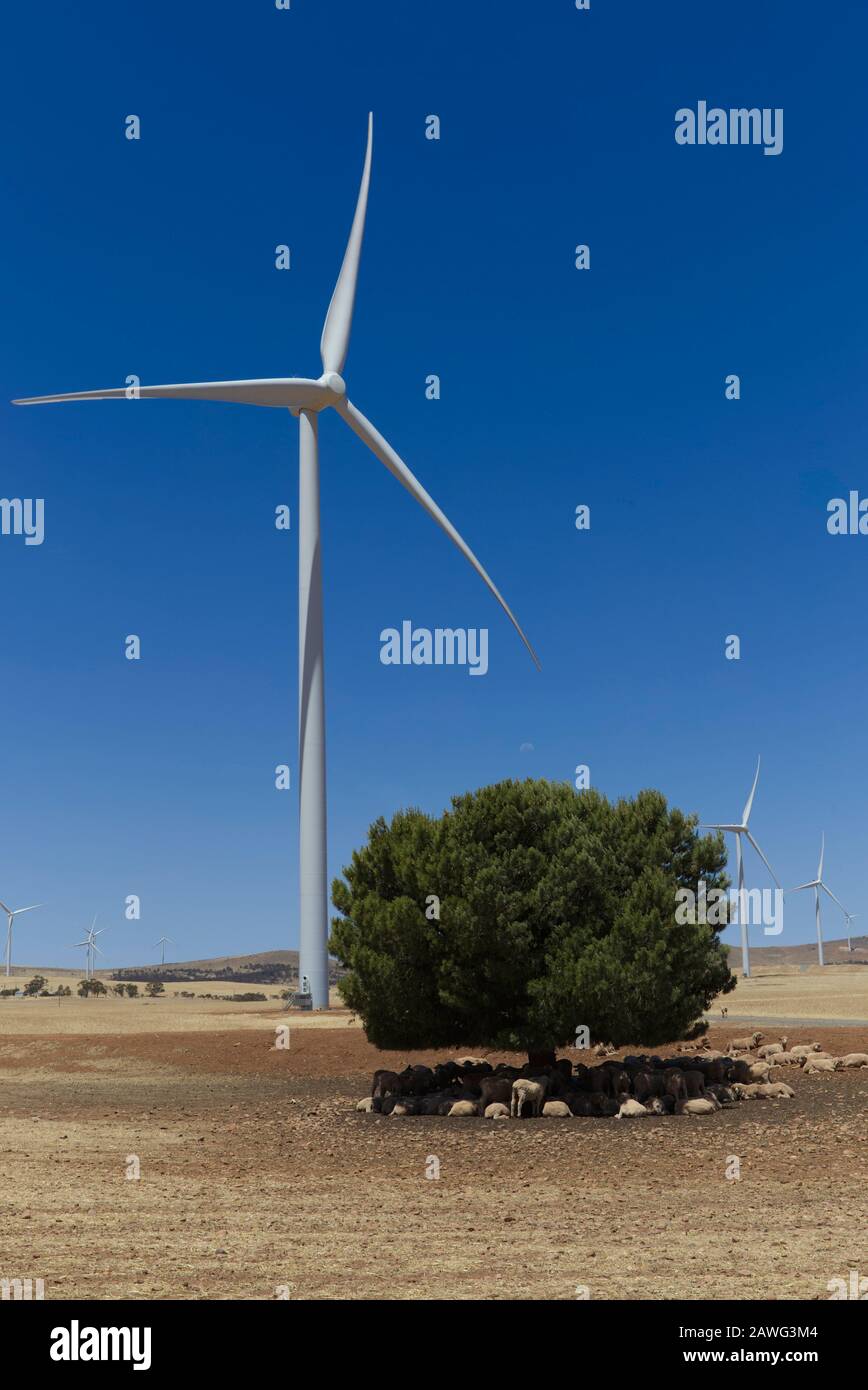 Pecore che riparano dal sole sotto un albero mentre turbine eoliche generano elettricità in una fattoria eolica in Australia del Sud Foto Stock