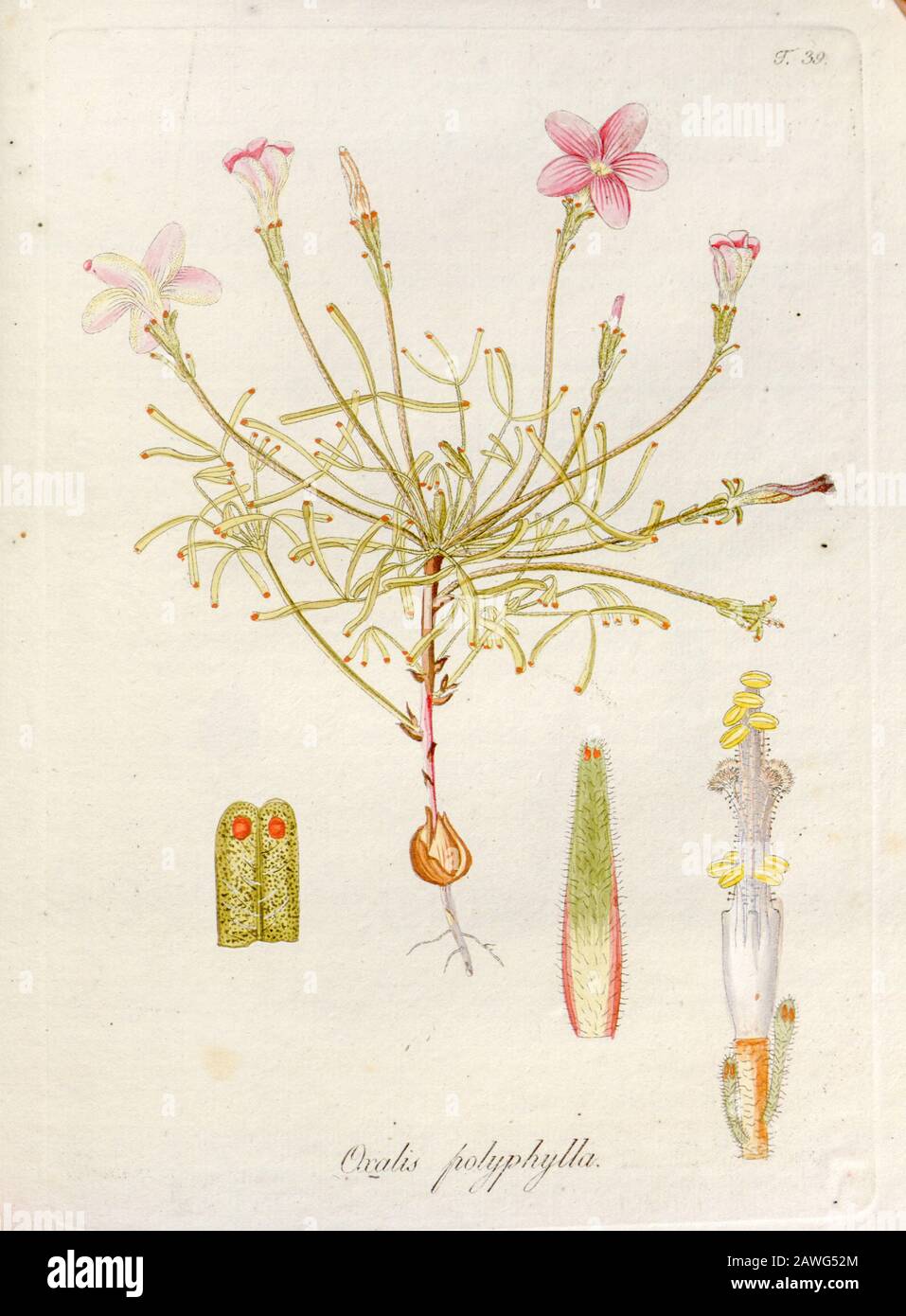 Woodsorrel (Oxalis polyphylla). Illustrazione di 'Oxalis Monographia iconibus illustrata' di Nikolaus Joseph Jacquin (1797-1798). Pubblicato nel 1794 Foto Stock
