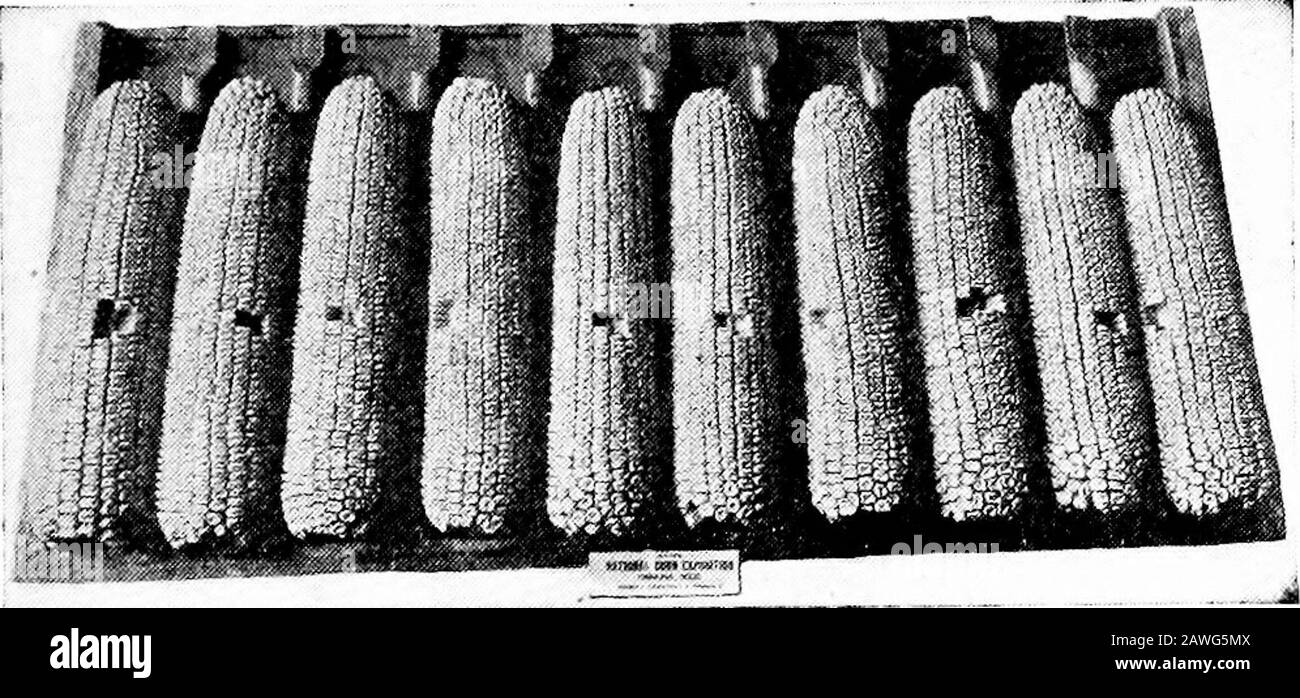 L'agricoltura produttiva . lected quando sceglie-ing seme com. È discutibile, poichè hanno solitamente poveri butt e punte, noccioli poco profondi e quindi meno mais sul cob. Le stesse sottigliezze producono diverse piccole orecchie su ogni peduncolo. 9. Circonferenza dell'orecchio.: La circonferenza dell'orecchio deve essere in sj^mmetria con la sua lunghezza. Un orecchio troppo greatin circonferenza per la sua lunghezza è generalmente lento nella maturazione e troppo spesso dà luogo a mais molle. Le dimensioni per la sezione del thenorhern per il mais delle ammaccature sono da 63^ a 7 pollici in cir- CORN 137 cumference; sezione centrale, da 6 ^ a 734 pollici; sezione del sud, da 7 a 8 pollici. Mea Foto Stock