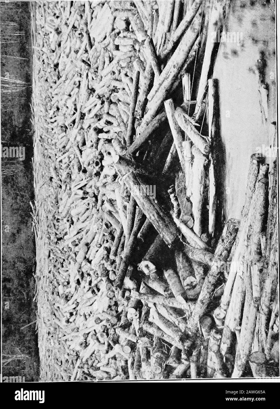 L'università in tuta; un appello per lo studio a tempo parziale: Donne, insegnanti, letteratura, opere d'arte, intrattenimento, e altri incentivi. Sembra incredibile, ma è sempre meno vero, che i contraenti e altri datori di lavoro nel lavoro di frontiera hanno praticamente una mano libera indeterminando quanto tempo e in quali condizioni i loro compagni di lavoro si affaticano. Anche se le lunghe ore sono un male, il male più grande è l'idleness quando fuori lavoro. Il più urgentneed è l'occupazione intellettuale e l'intrattenimento quandonon impegnato in laboir manuale. E 'il modo in cui le nostre ore di svago sono spesi, sia come una natio Foto Stock