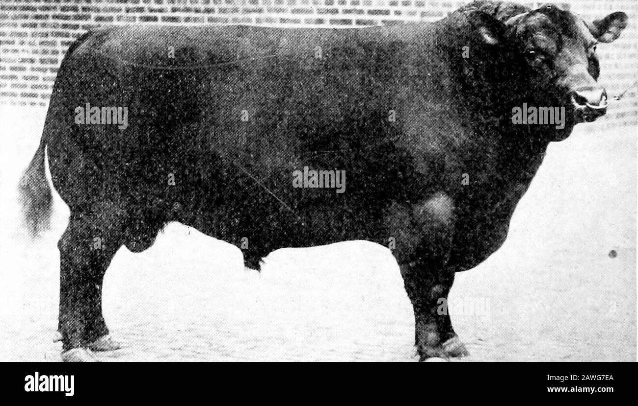 Tipi e classi di mercato di azioni vive . %„,- i^.-. Fig. 37. Tipo corretto (He Beef Sire. ErwinC. Campione Aberdeen-Angus bull al 1913 International, di proprietà del Sig. W. A. McHenry, Denison, la. La mascolinità è nuovamente mostrata nelle spalle da uno sviluppo più pesante e moremasivo di quanto si trovi nel governo, tuttavia questo doesnot scusa una spalla ruvida e prominente come sarebbe guaio-alcuno nella prole quando sono alimentati per il mercato. L'intero fronte del toro è ben sviluppato e massiccio, una condizione che è ereditata da tori addomesticati da antenati teirwild. Nello stato selvaggio, un toro b Foto Stock