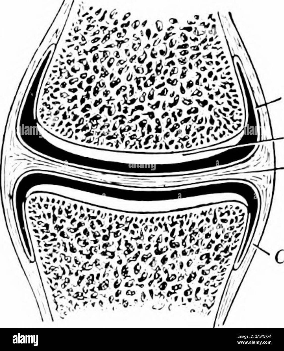 Anatomia applicata e chinesiologia, il meccanismo del movimento muscolare . Cartilaginea articolare membraneSynoviale legamento capsulare Fig. 0. Membrana sinoviale cartilagine Articolare i legamento Capsulare di ntra-articolaribromilibromagilagine Figg. J e 10.- Fig. 10-un giunto tipico. (Grigio.) Prima di poter comprendere chiaramente le descrizioni dei muscoli e la posizione dei loro accessori, è necessario acquisire familiarità con alcuni termini utilizzati nella descrizione delle ossa e delle articolazioni. La parte superiore di un osso lungo è solitamente chiamata la sua testa; la parte cilindrica che forma la maggior parte della sua lunghezza è chiamata il suo albero. Un lungo e rathersl Foto Stock