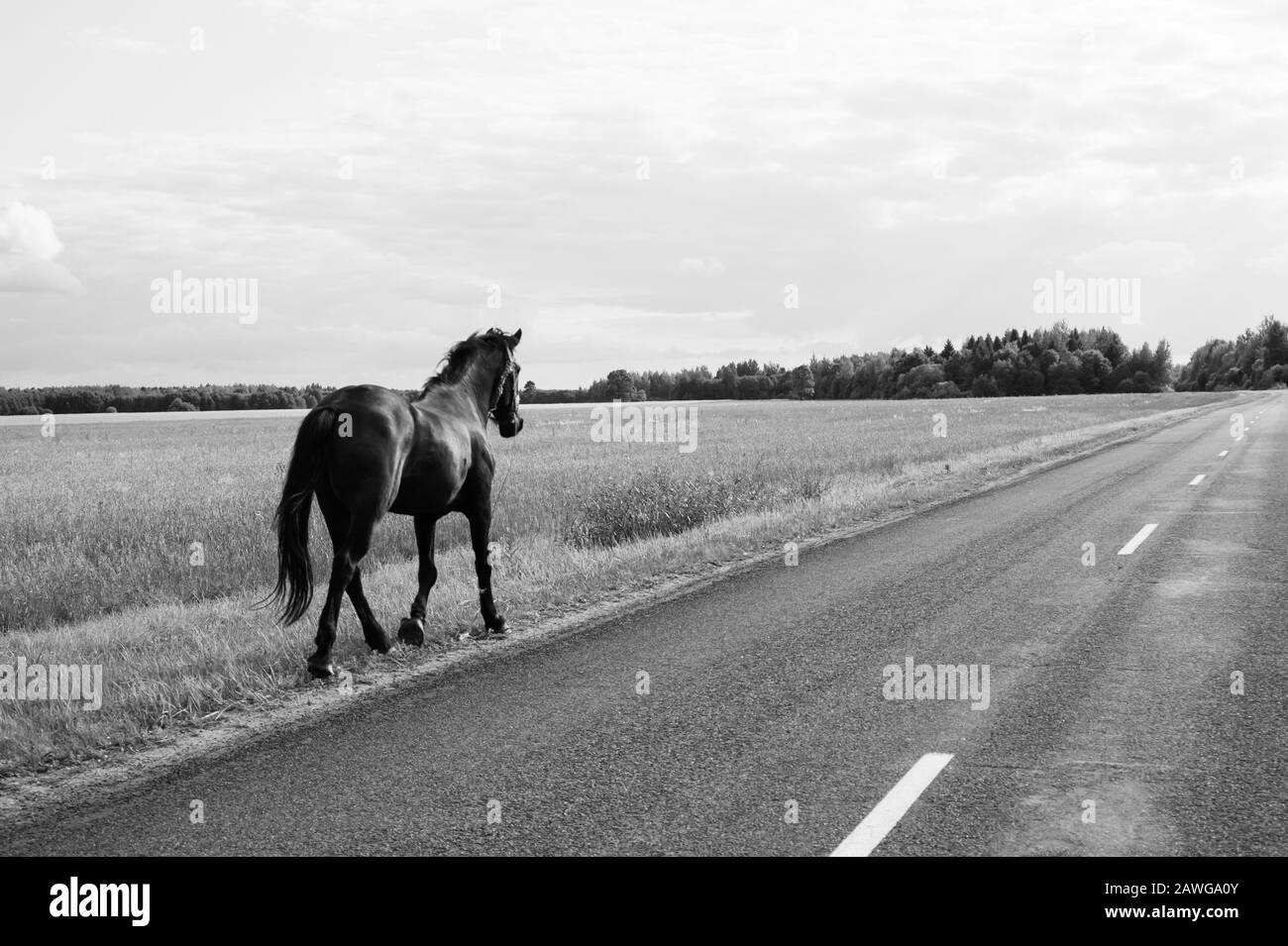 Passeggiate solitarie a cavallo sulla strada. Cavallo Runaway in campagna. Bianco e nero Foto Stock