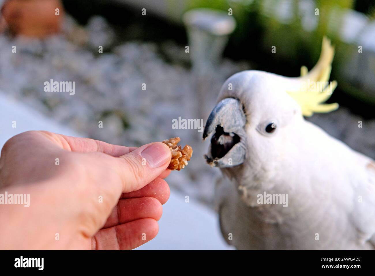 Un hige bianco zolfo-crested cockatoo mangiare alcuni dadi, Sydney, Australia Foto Stock