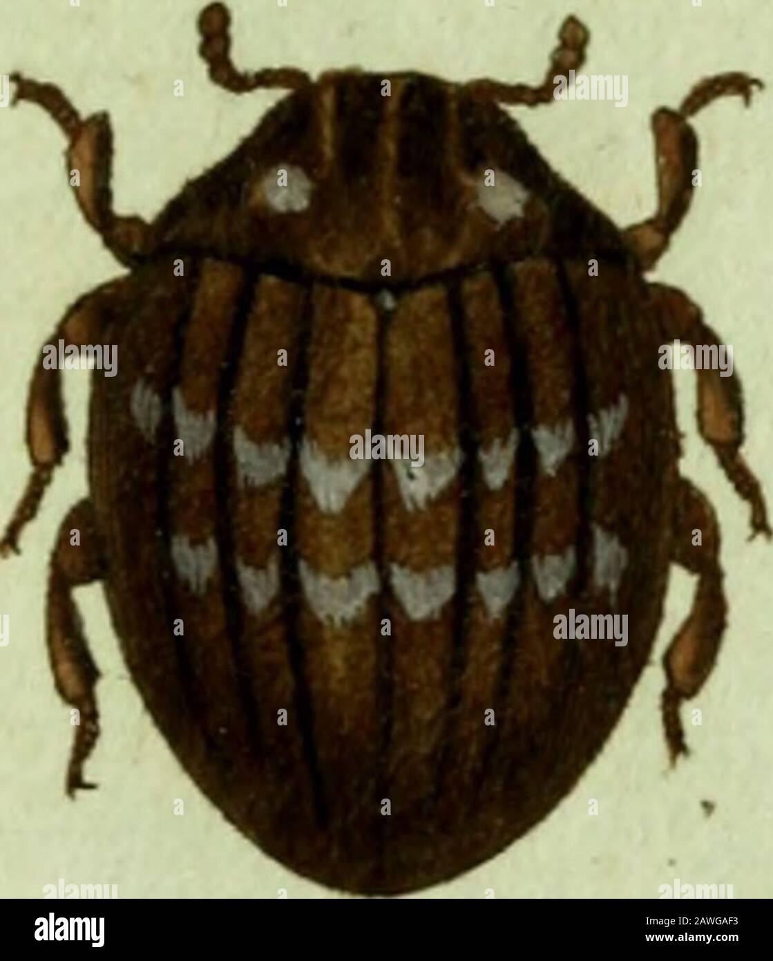 Favnae insetttorvm Germanicae initia, oder, Deutschlands Insecten . A^atfin^iunt ^llfojum JCU^e/anno. San ß. AGATHIDIVM globofim.Das kuglichte Kugelannifche Agatbidio, Jfgaihidium gJol^afum: Ferrugineum orbiculatum gibbum nidilllmunibJlgatbidium: Picenm, fubtus rufum. Kugel, n-. :»Volvoxis globhofa. Schneid. N. M. V. N. 6. P. 53«?.Tetraioma globofa. Herhfl, Nat. D. K, IV. N. 2. pag. 84. tab^^g. % 2. B,Habitat in ftmgis putrefcentibus.a.. Magnitudo natiirali». B. Eadsm ancta. 13. ^urt^Hus unduLitüs JCuge/aurr. J.Scj BYRHVS undulatus. Der wdlenförmige Fugenkäfer, Byrrhi^ unähleiiusi obfc Foto Stock