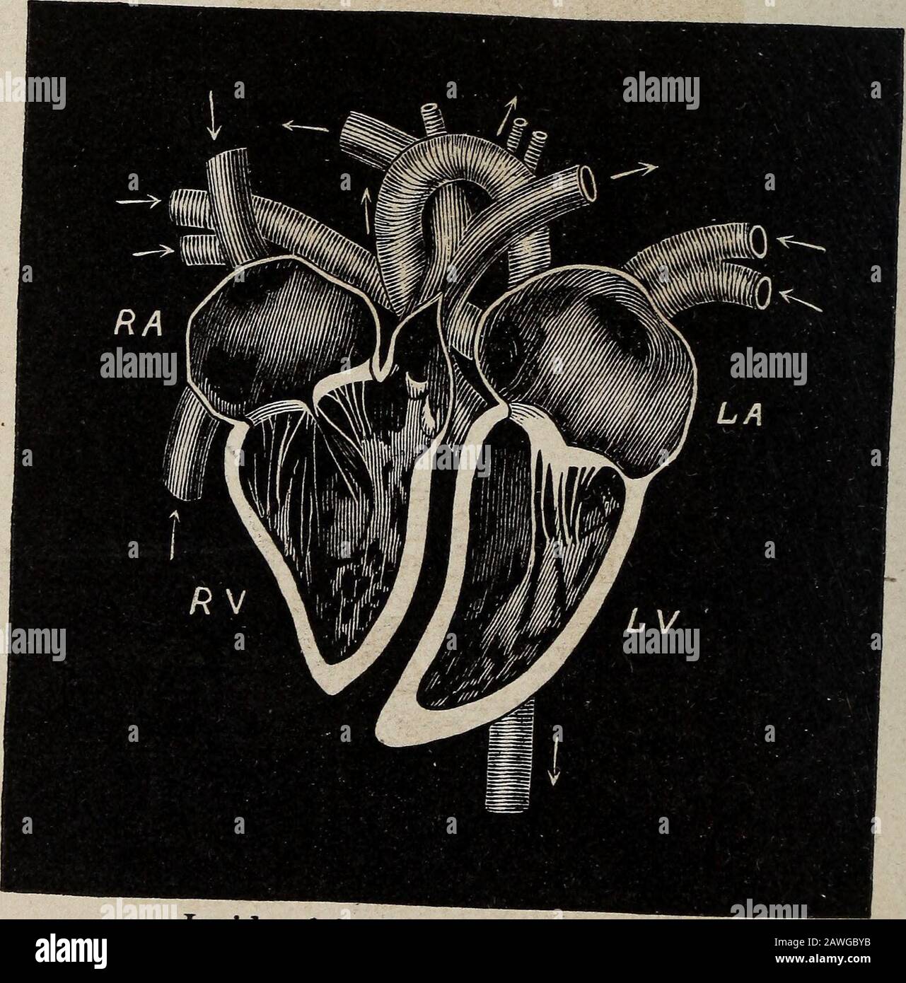 Il corpo e i suoi disturbi: Un manuale di istruzioni familiari per la cura e l'assistenza medica nei reclami e nelle lesioni più usuali. I Polmoni, p. 57-fig. 45.. All'interno Del Cuore, p. 66 - fig. 47. Illustrazioni Di Circolazione e Vasi Capillari 413 Foto Stock