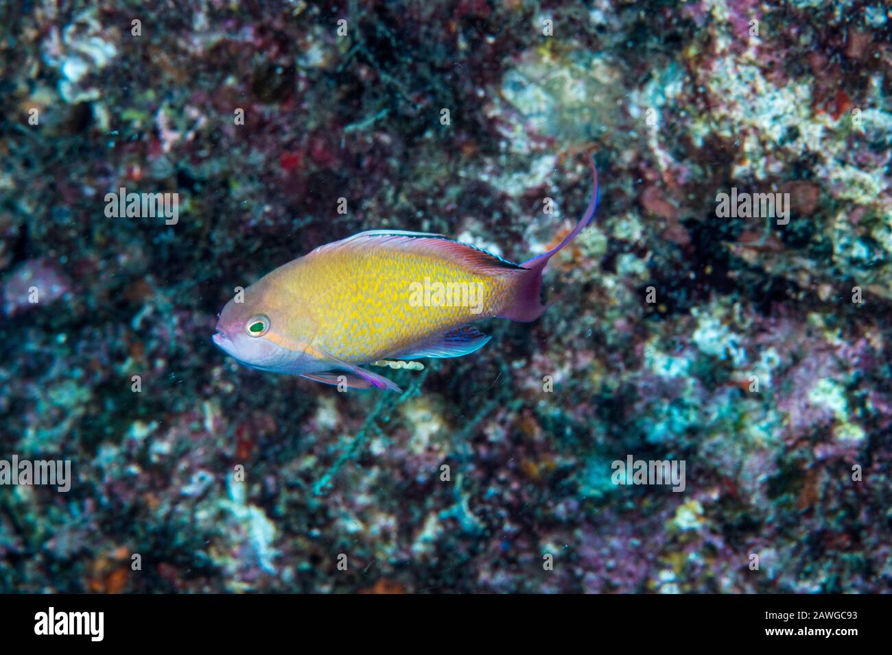 Sea goldie, Pseudanthias squamipinnis (Peters, 1855). Kushimoto, Wakayama, Giappone Foto Stock