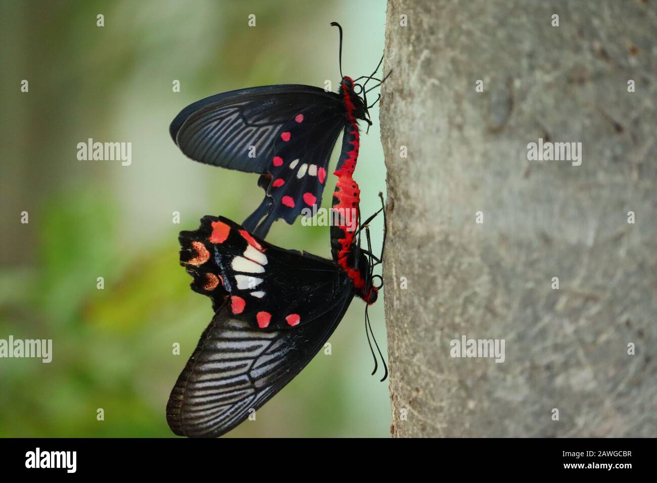 close - su di due uomini neri o femmina farfalla insetto incontro su albero nella stagione estiva, insetti farfalla all'aperto in natura Foto Stock