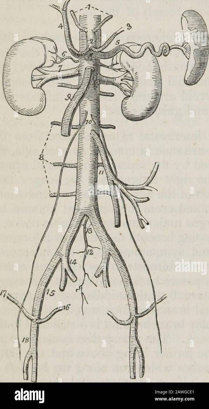 Un sistema di anatomia umana, generale e speciale . fornisce lo spinalcord e le vertebre, e un ramo muscolare che è distribuito ai themuscles e l'integratio della schiena. L'arteria viene poi re-flazione con la sua vena e il suo nervo, il primo essendo al di sopra e il latterbelow, e si divide in due rami che corrono lungo i bordi di costole contigue tra i due piani di muscoli intercostali, eanastomosi con le arterie intercostali anteriori, rami della mammella interna. Il ramo corrispondente al limite inferiore di ciascuna nervatura è il maggiore dei due. Sono protetti da p. Foto Stock