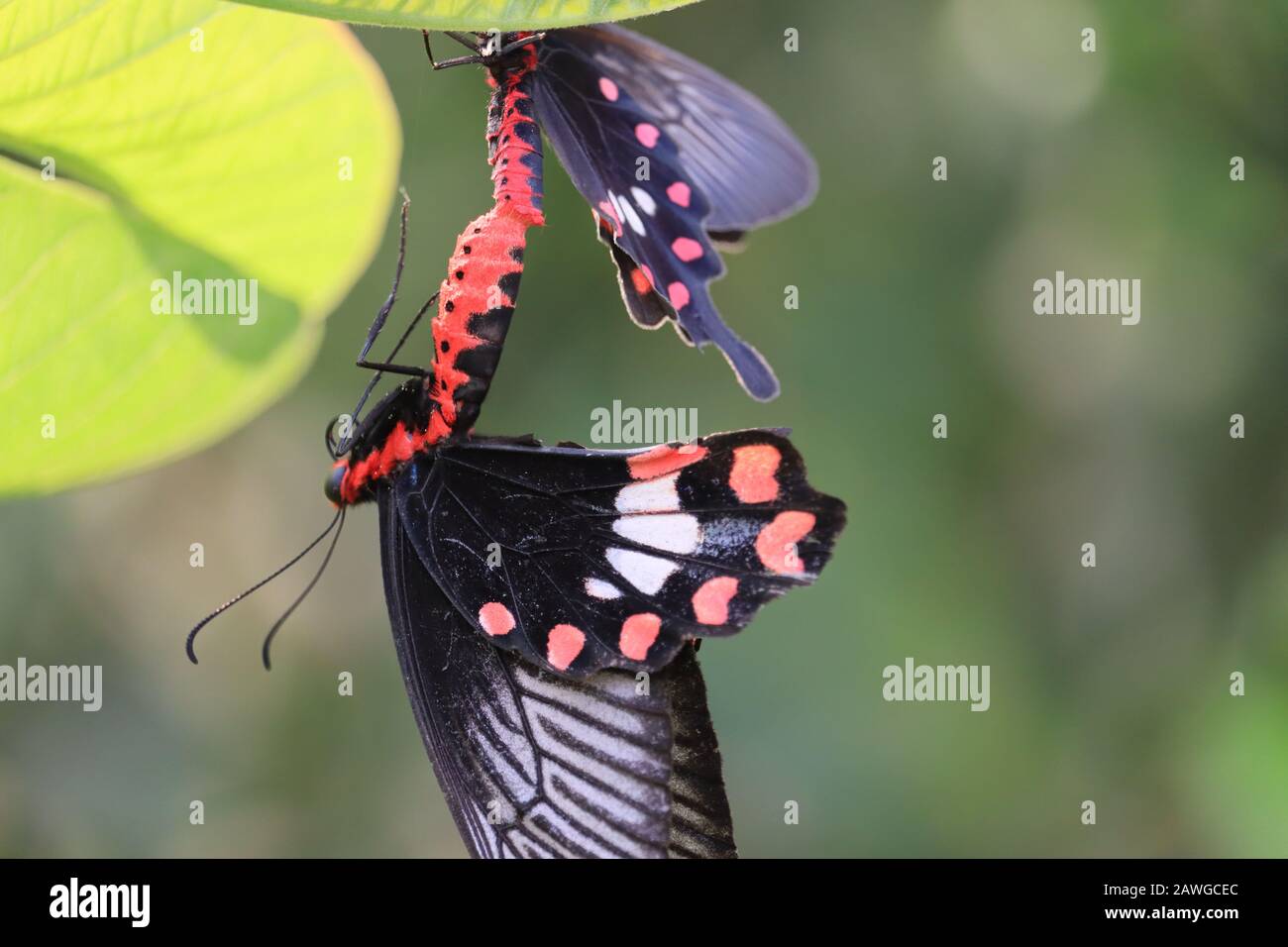 Primo piano di un insetto nero femmina a farfalla appeso maschio farfalla su verde foglia di limone, farfalla nero ali, farfalla all'aperto Foto Stock