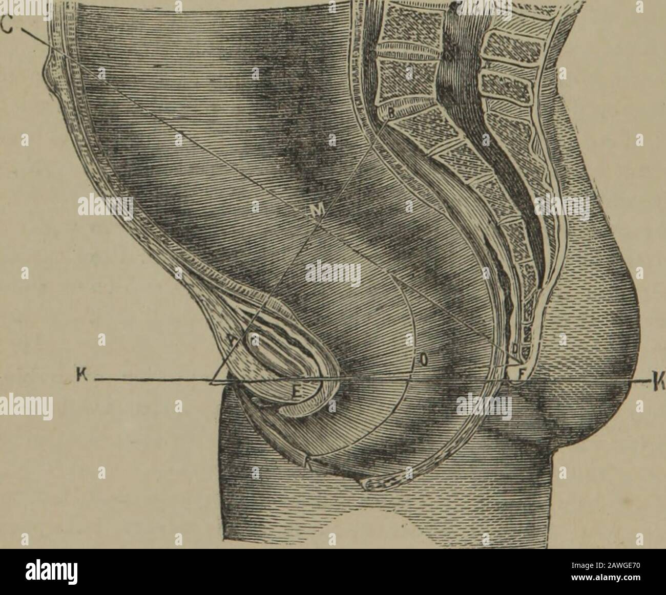 I principi e la pratica dell'ostetricia , n, raggiungono dalla sinfisi sacro-iliaca su entrambi i lati, alla porzione posteriore e centrale del corrispondente acetabu-lum. I piani inclinati della cavità pelvica sono degni di un'attenzione momentanea, perché esercitano un'influenza importante durante il passaggio del bambino attraverso questo canale. Questi piani sono quattro in numero, due anteriori e due posteriori; e, per avere un'idea adefinita, è stato suggerito di fare delle sezioni verticali del bacino minore, in modo da dividerlo in parti fourequal. Così, i due piani anteriori WO Foto Stock
