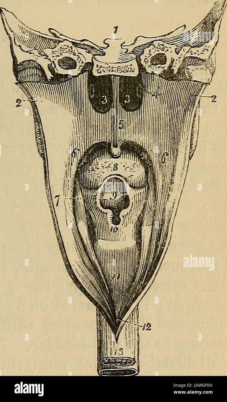 Il vademecum anatomico della vade : un sistema di anatomia umana . dal auricularis mag-nus, e dal nervi moUes accompagnante la carotideria esterna. La ghiandola submascellare è fornita dai rami del ganglio submascellare, simpatico, e dai filamenti dal nervo mylo-hyoidean; e il subhngaal dai filamenti dal ganglio submaxillaryglion e dal nervo gustatory. La faringe (^apvy^, la gola) è un sacco musculo-membranoso, situato sulla porzione cervicale della colonna vertebrale, e si estende dalla base del cranio ad apoint corrispondente alla cricoidcartilagine di fronte, un Foto Stock