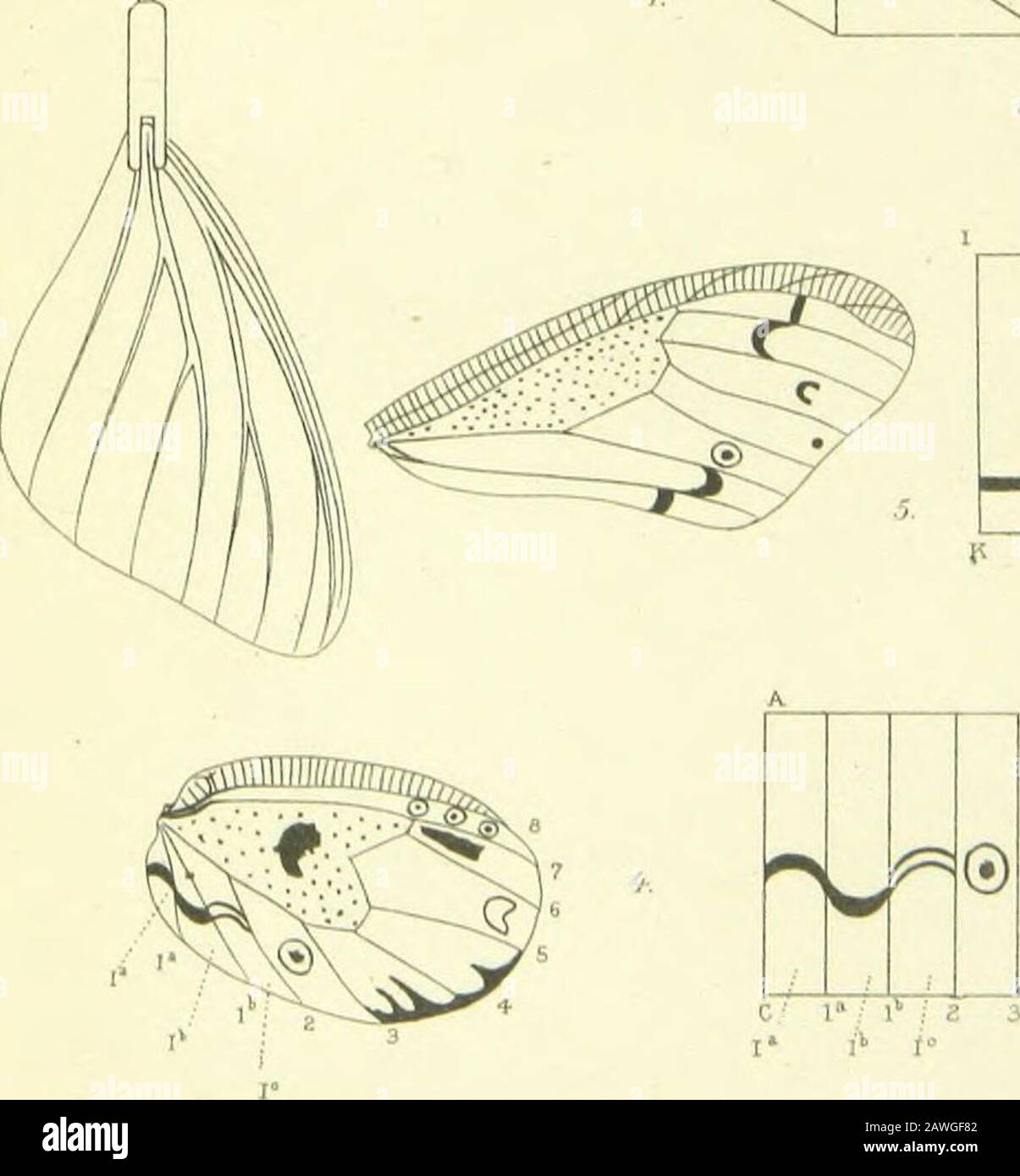 Sul colore e sui colori delle falene e delle farfalle . Variazioni Dei Punti Marginali della Fore Wing . 223 (9) I Punti Marginali della Hind Wing .... 223 VI. Confronto ok le Variazioni di colore ok i Papilios del Sud America con quelli degli Heliconidae. Parte C. Generale Sum.mauv ok Risultati iikmeded a lui nuovo a Soiknck. Tabelle 230 Bibliografia 240 Spiegazione Delle Piastre MaYBB. Colore e (^olnr-liittPrn*. Abbreviazioni. B. superficie posteriore coperta da alette. (). Orifizio per l'ammissione della luce.F. Superficie anteriore coperta di ali di streghe. S. spettroscopio. La freccia indica le direzioni dei raggi di l Foto Stock