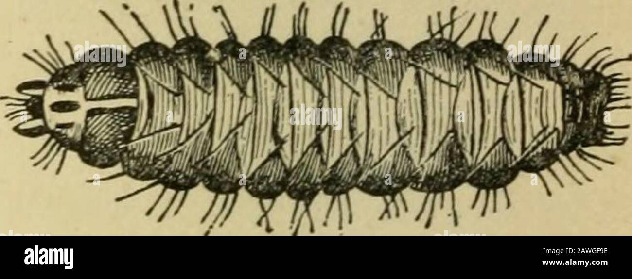 Cotogna cultureAn ha illustrato il manuale per la propagazione e la coltivazione della mela cotogna con descrizioni delle sue varietà, insetti nemici, malattie e loro rimedi. Fig. 13i. BUD MOTH, TWICEKATUKAL DIMENSIONI. Fig. 135. Larva, TRE TIMESNATURAL SIZE. Il loro modo di attacco, wdiereby il fogliame di apertura ischecked nella sua crescita o strappato sul germoglio. I forewdngs si espandono di circa tre quinti di un pollice, con venazione a foglia (Fig. 13i). La testa, il torace e le parti interne ed esterne degli strizzoni anteriori sono grigio scuro; la loro parte centrale è crema w^liite, striata di grigio. sotto-sid Foto Stock