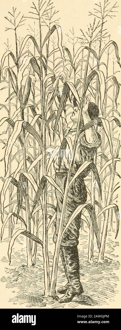 Storie di vita pionieristica, per i giovani lettori; . ^ gli Indianswrew più enraged.At finalmente hanno detto inanger, nessun whiteman pianterà mais ^^a nord del fiume OhioRiver. Hanno fatto tutto il theypotd per guidare gli uomini bianchi fuori, uccidendo molti ed auto-sposando altri prigionieri awayas. TheIndians bruciò thecrops e cacciatoredas gioco molto possibile in modo che i thesettlers potrebbero nottrovare cibo.. MAIS ALTO. 6o Storie di Pioneer Life. Questo portò presto alla guerra con gli indiani. Therewere molte battaglie crudeli e sanguinose. Finalmente, dopo molto tempo, l'indiano fu costretto a tolet l'uomo bianco fare la sua casa nel paese nuovo. Allora l'uomo Foto Stock