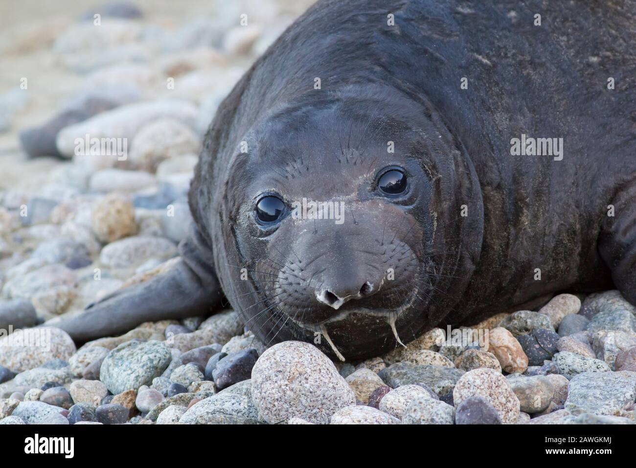 Cucù di elefante foca neonato a Point Reyes National Seashore Foto Stock